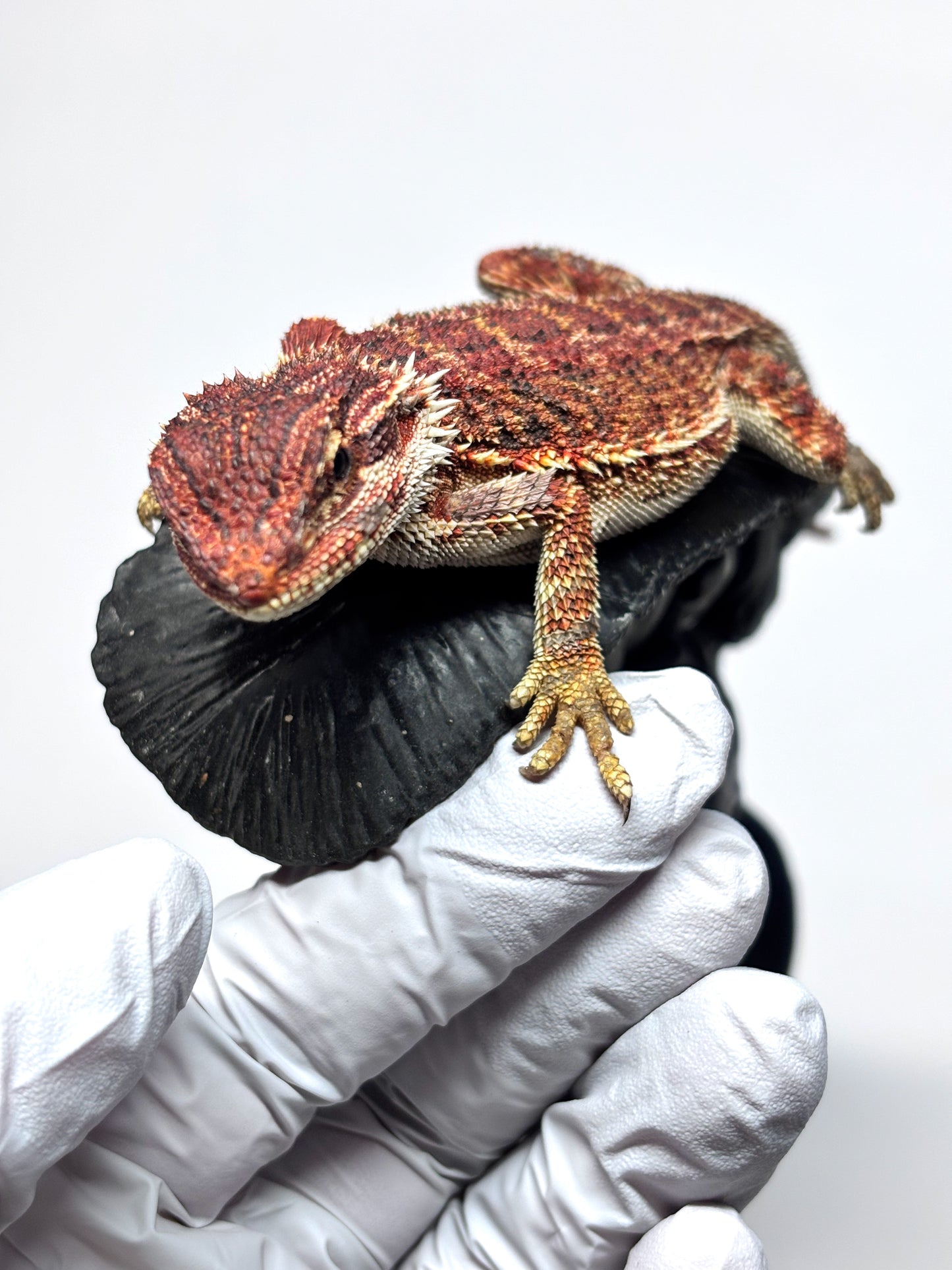 🏎️#20 Red Monster pos G-Stripe🏎️