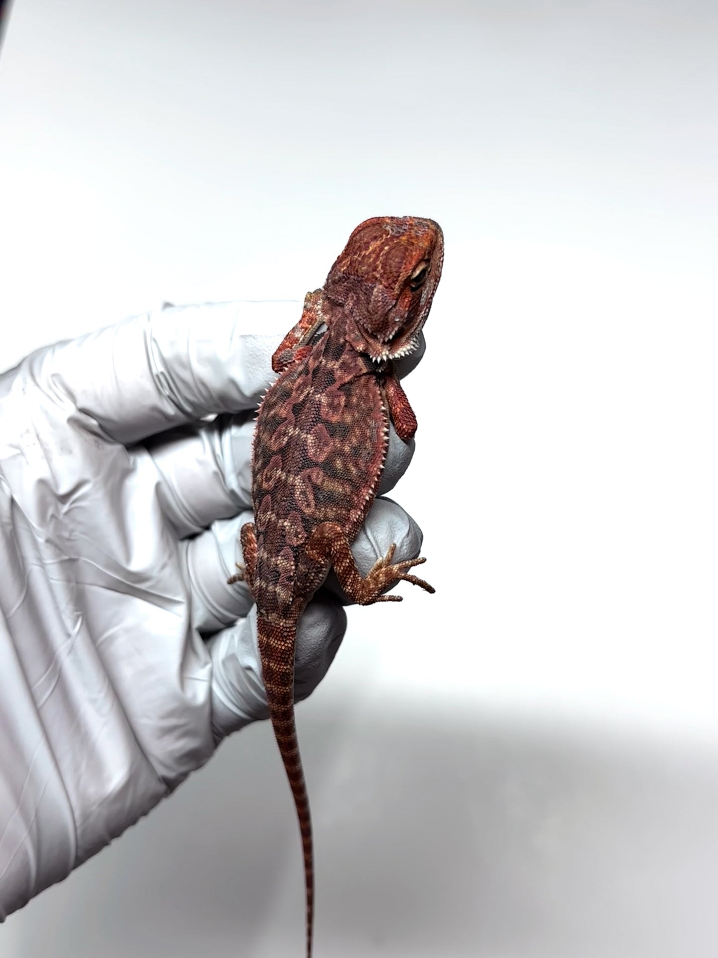 🖤☠️🩸#9 1/2 Red Monster 🩸☠️🖤