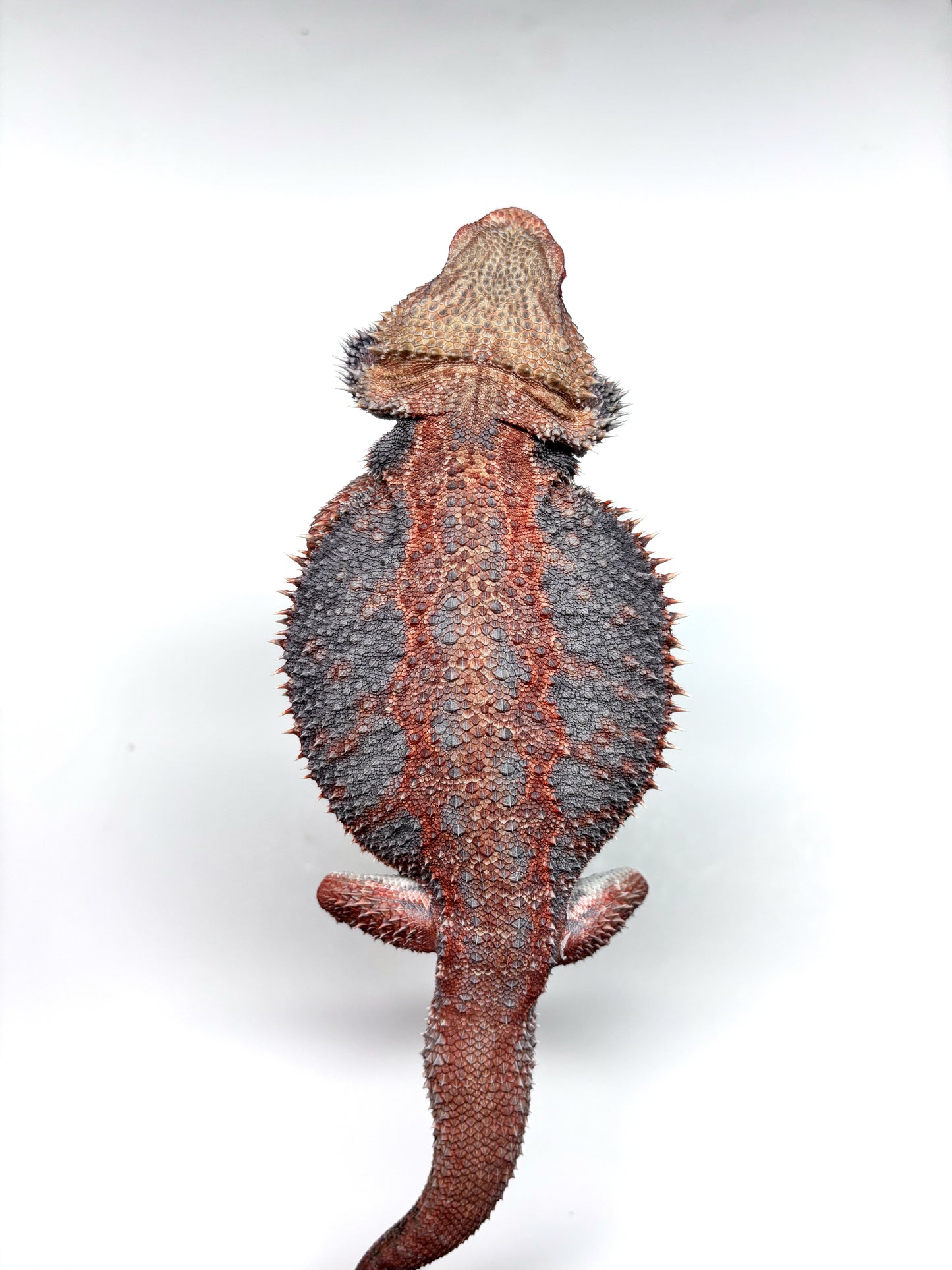 💙❄️#24 EXTREME BLUE HYPO❄️💙