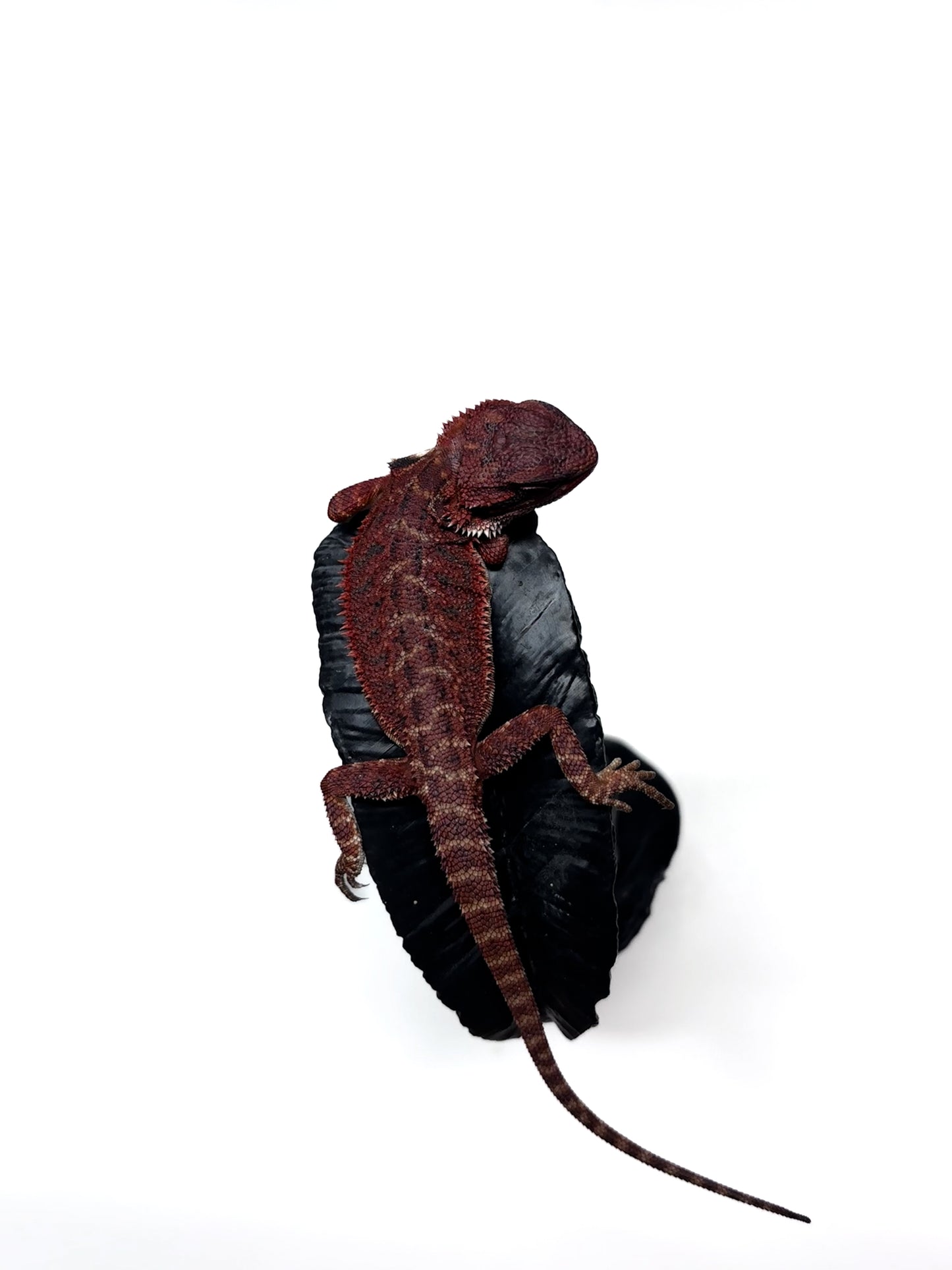 π₯π#2 Extreme Dark RED MONSTER ππ₯(Holdback Release)