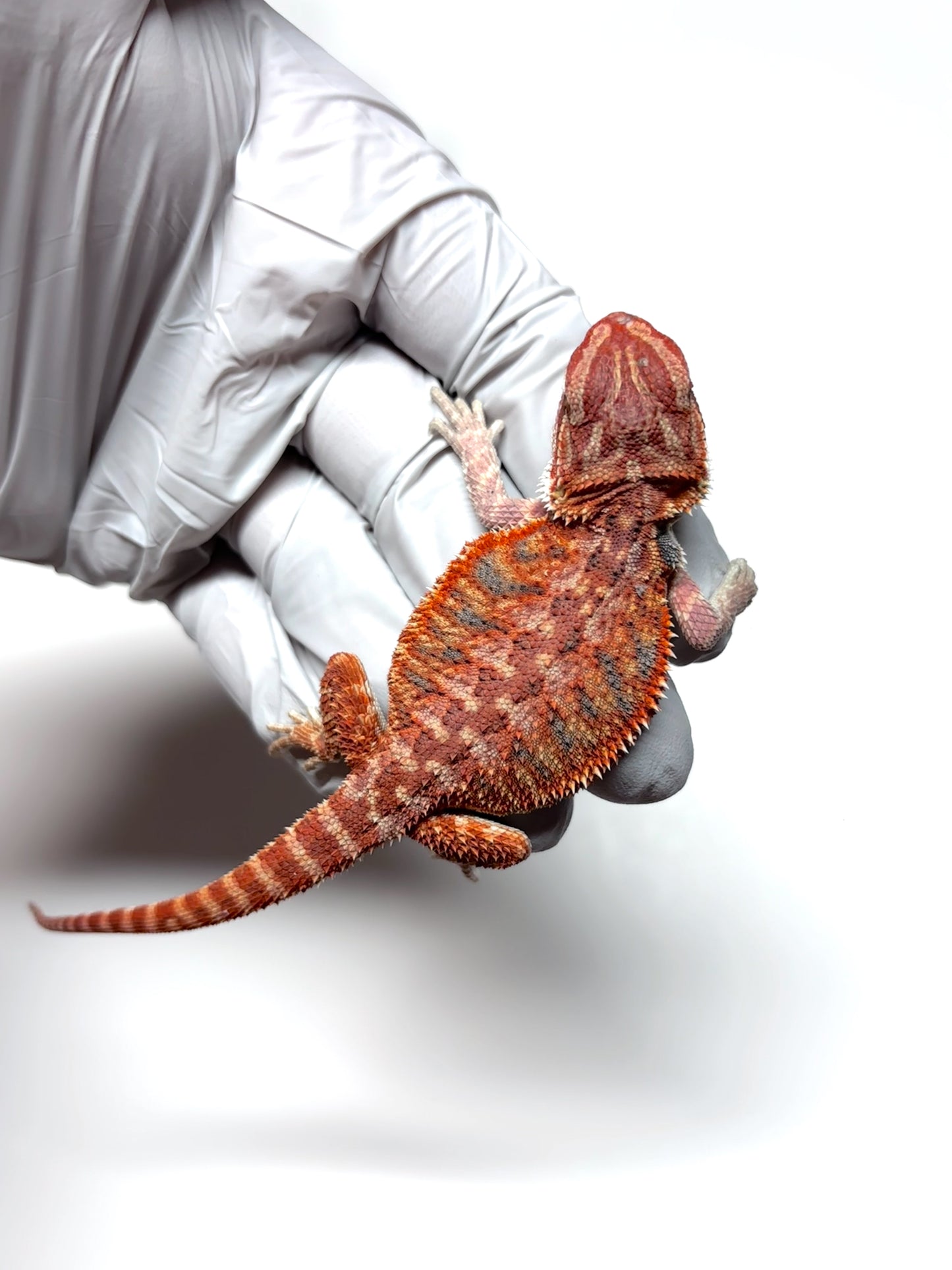 🔥 #27 Half Red Monster Hypo Tiger