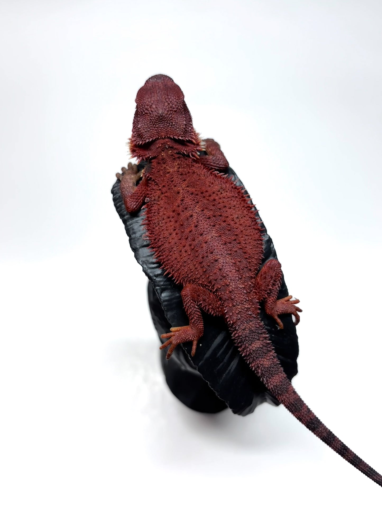 🔥#3 Extreme Dark Red Monster Trans🔥