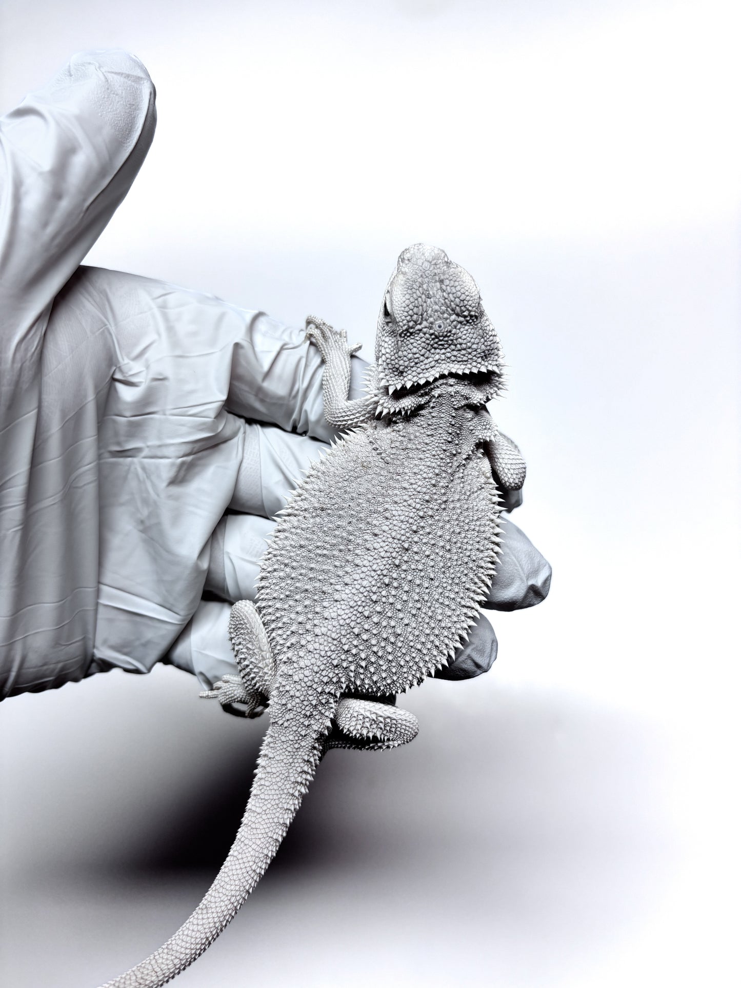 ❄️ #19 Hypo Zero❄️