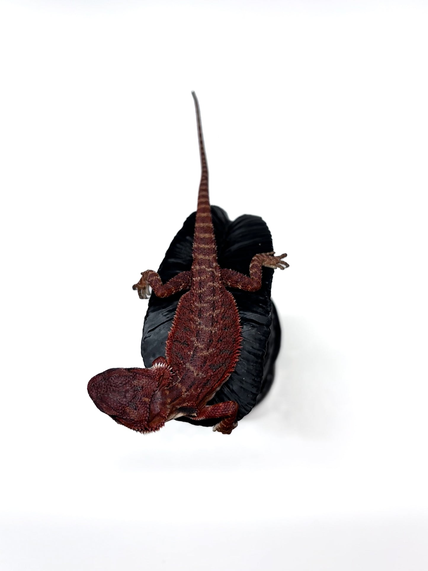 π₯π#2 Extreme Dark RED MONSTER ππ₯(Holdback Release)