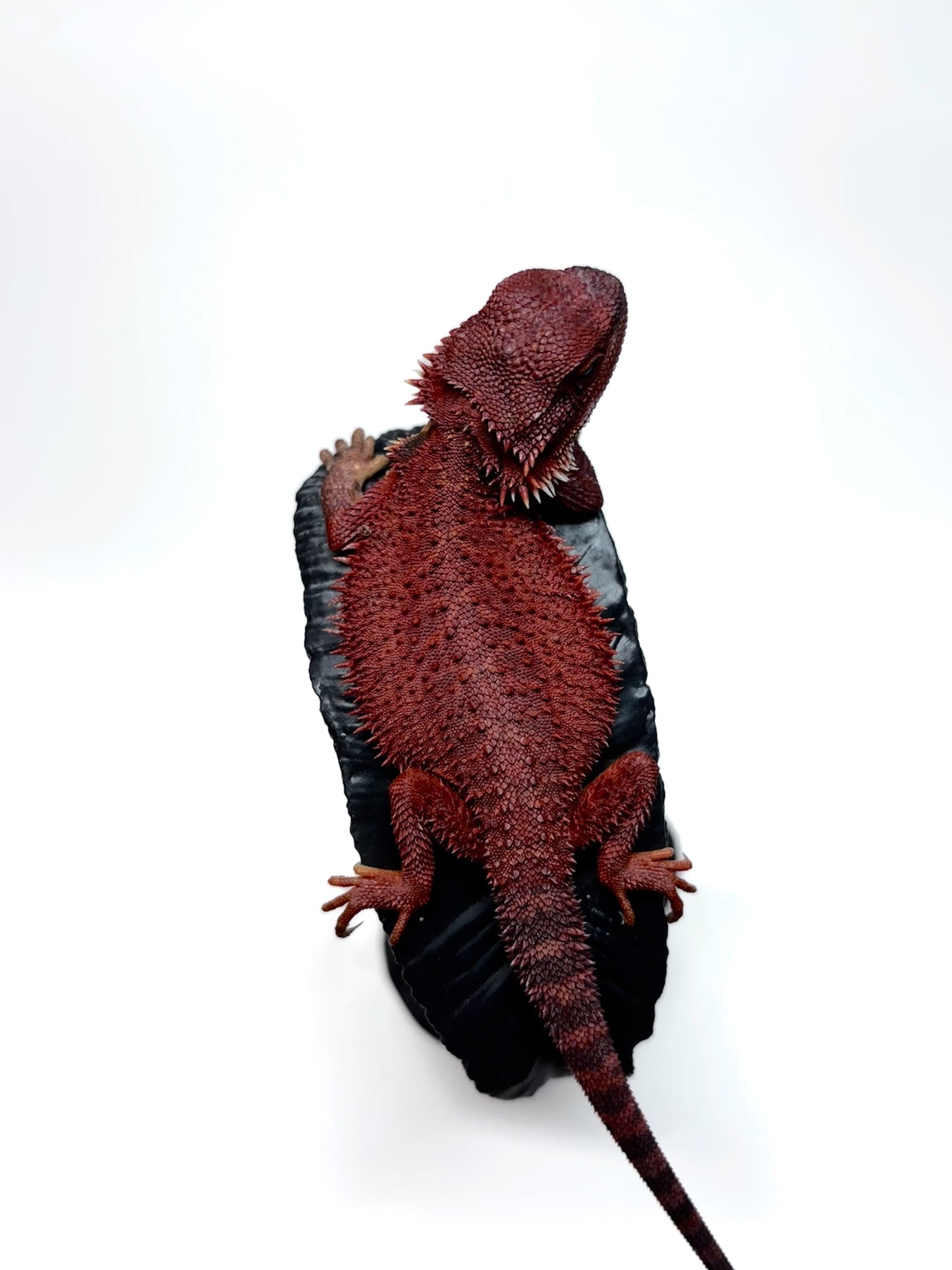 🔥#3 Extreme Dark Red Monster Trans🔥