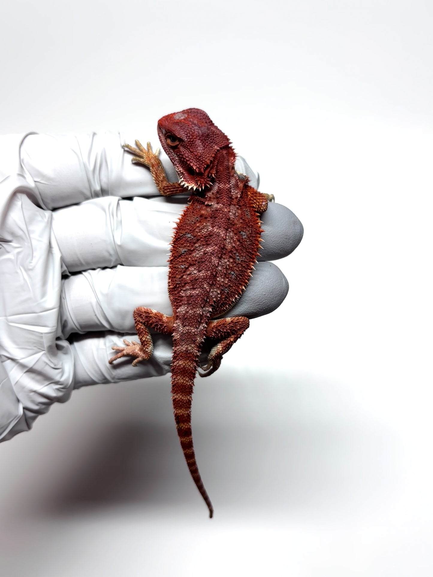 🔥 #26 Hypo Red Monster 🔥