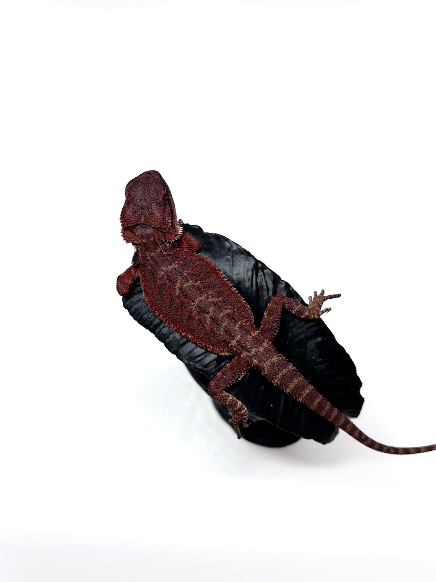 π₯π#2 Extreme Dark RED MONSTER ππ₯(Holdback Release)