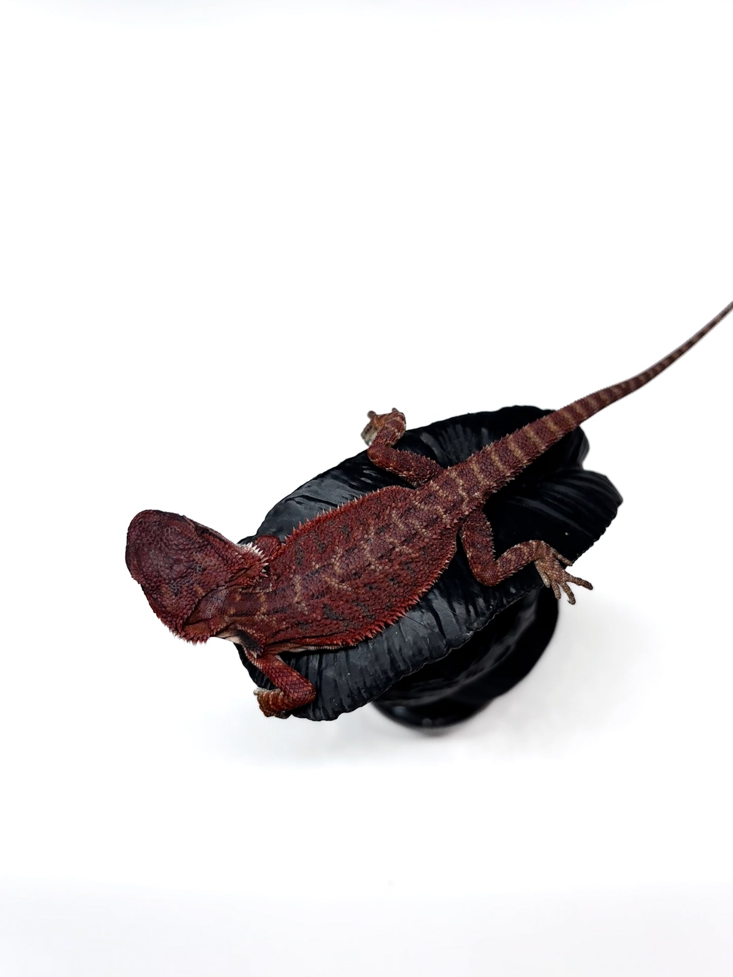π₯π#2 Extreme Dark RED MONSTER ππ₯(Holdback Release)