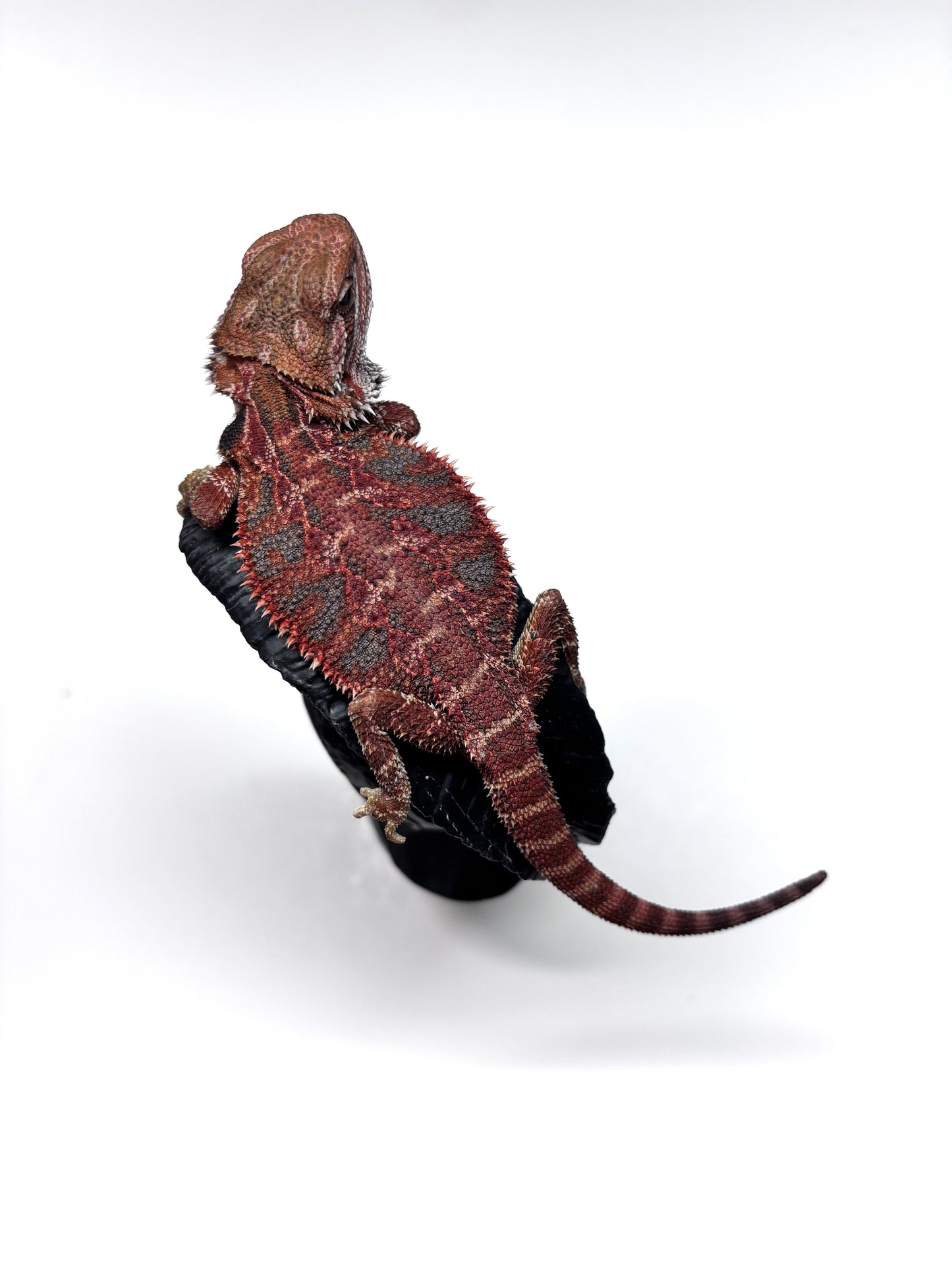 ๐๐ฅ#12 Red Blue Tiger ๐ฅ๐