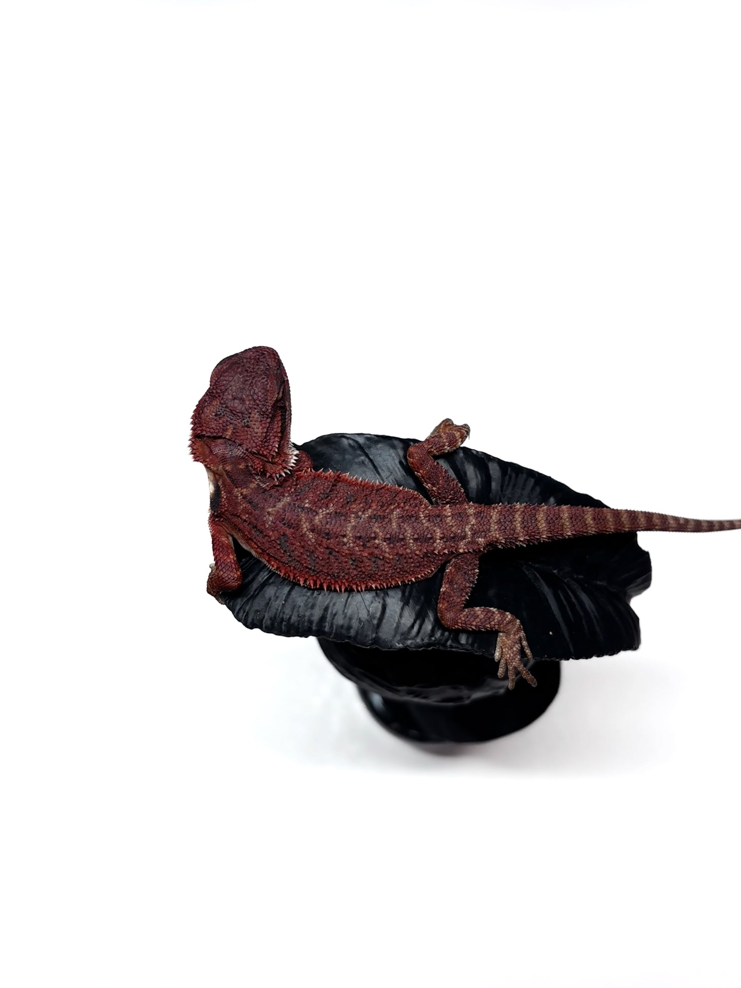 π₯π#2 Extreme Dark RED MONSTER ππ₯(Holdback Release)