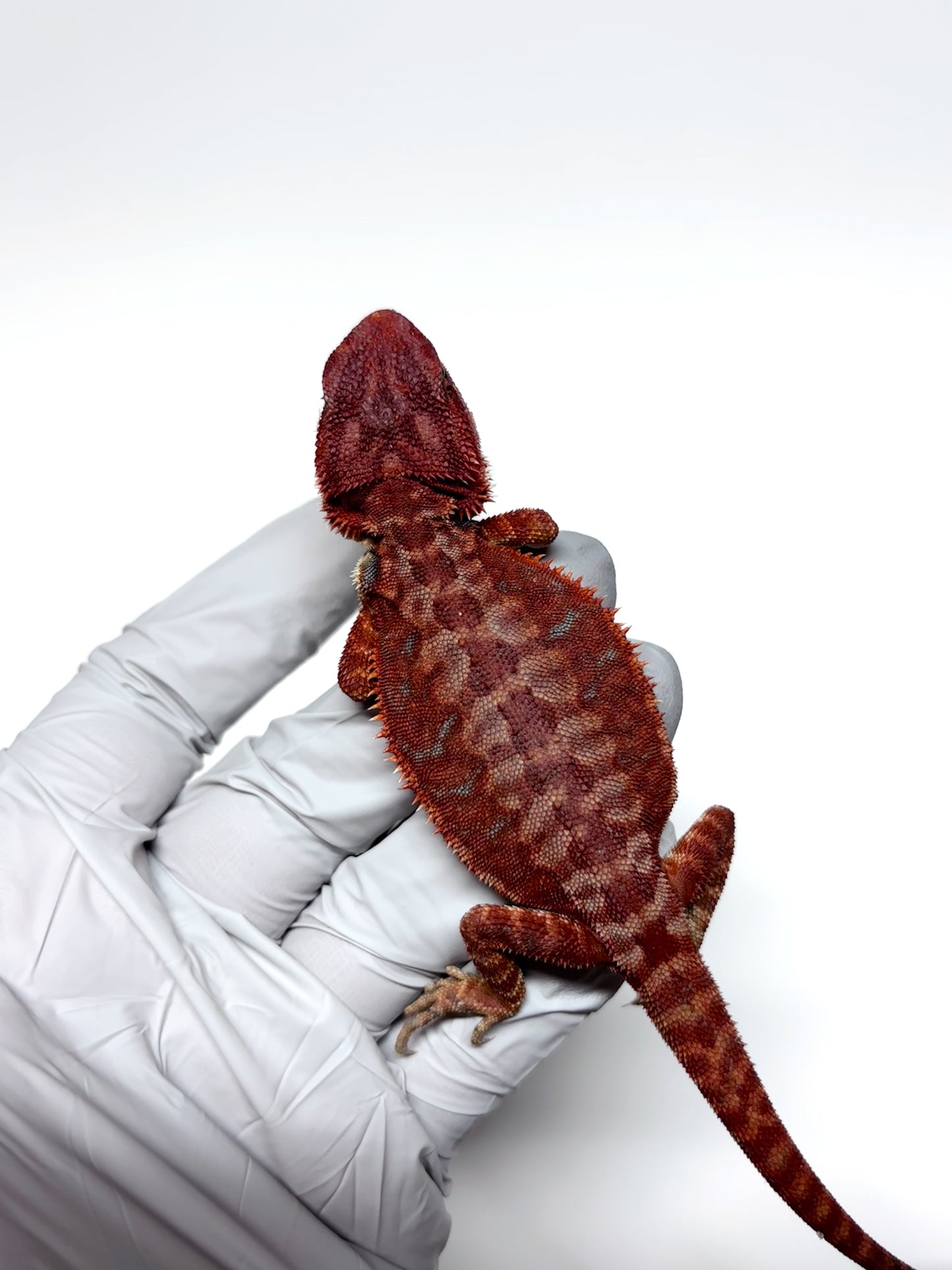 🩸#7 Extreme Dark Red Monster Hypo Leather🩸