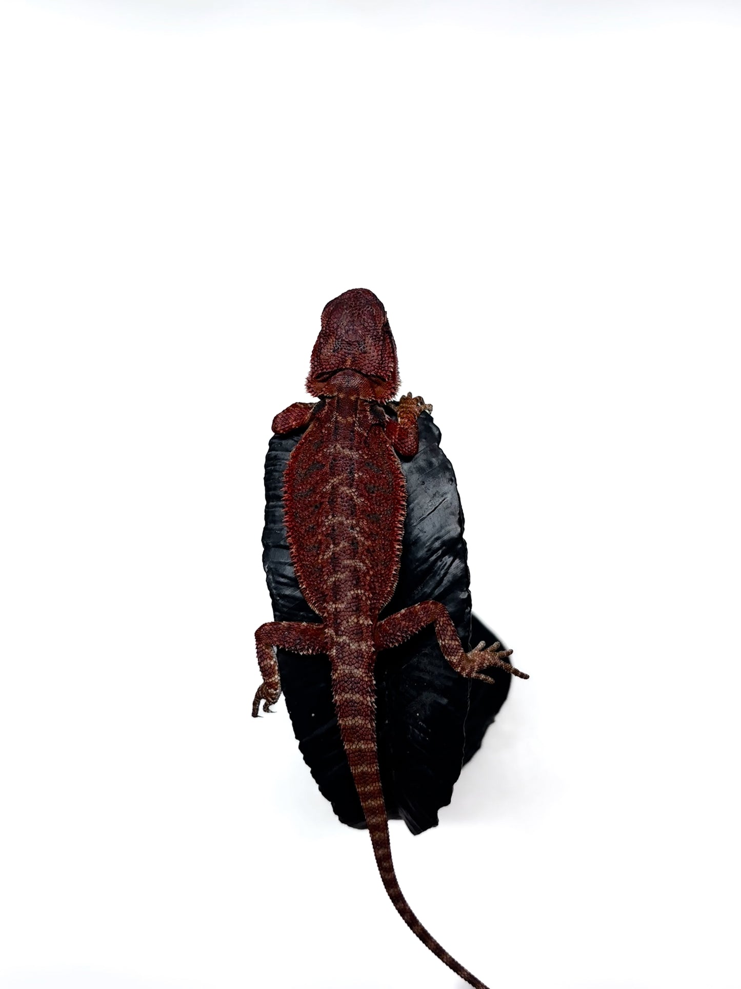 π₯π#2 Extreme Dark RED MONSTER ππ₯(Holdback Release)