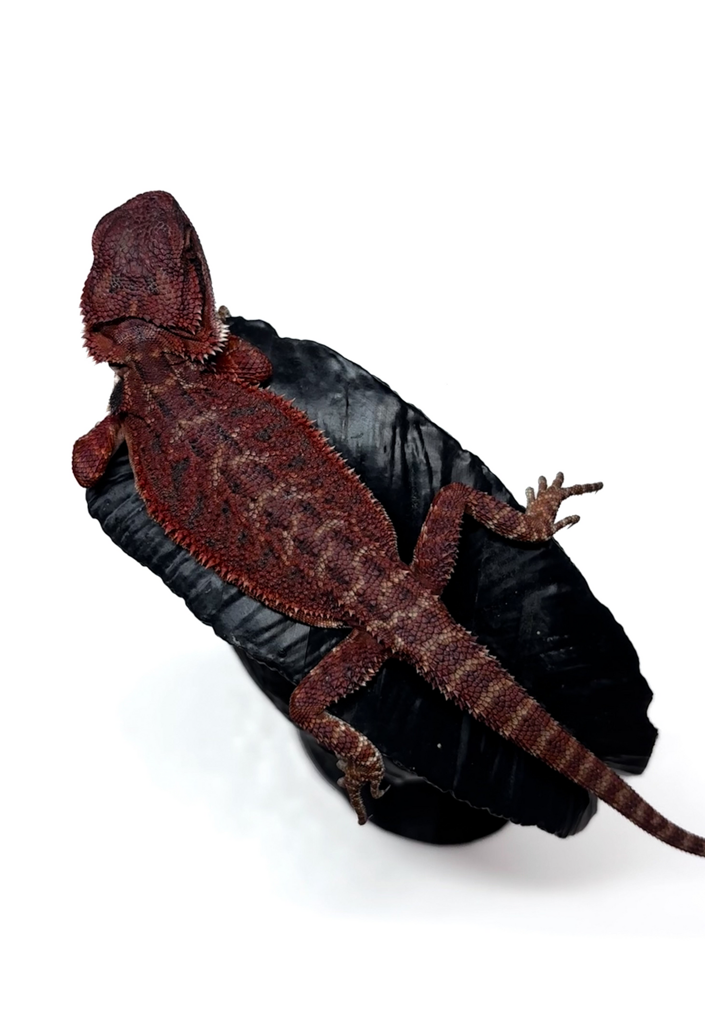 π₯π#2 Extreme Dark RED MONSTER ππ₯(Holdback Release)