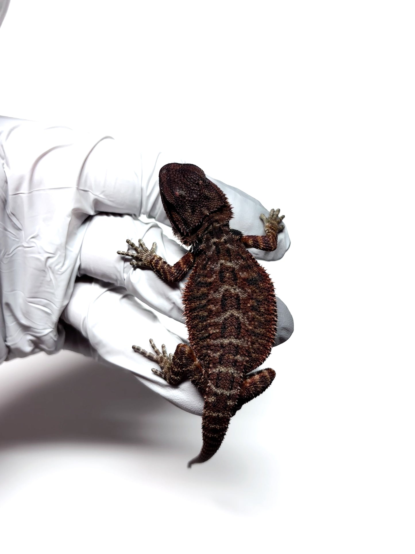 🩸#17 Extreme Dark RED MONSTER🩸