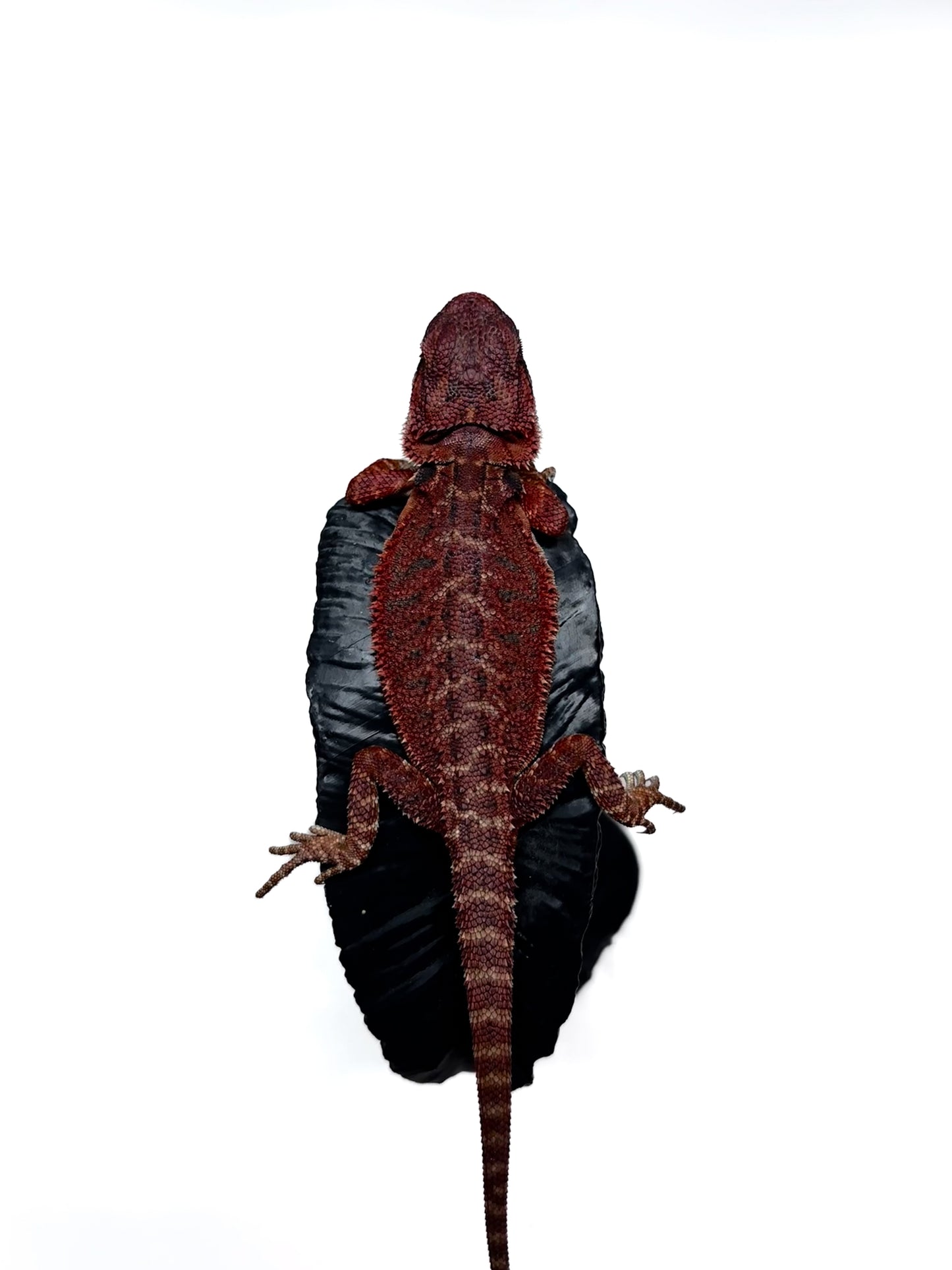 π₯π#2 Extreme Dark RED MONSTER ππ₯(Holdback Release)