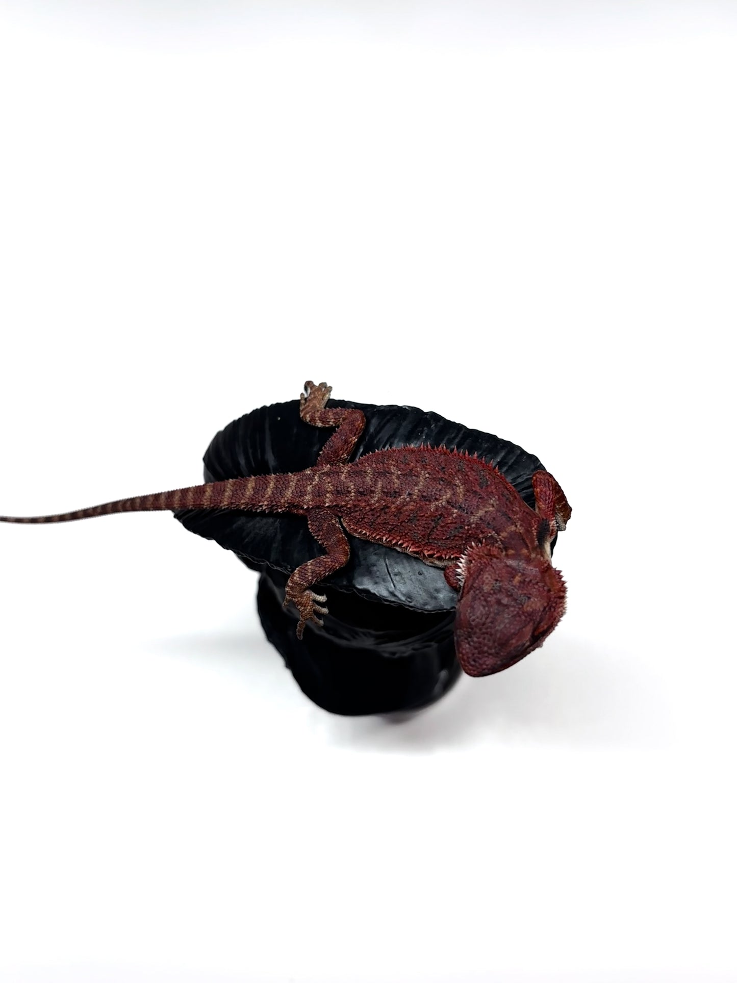 π₯π#2 Extreme Dark RED MONSTER ππ₯(Holdback Release)