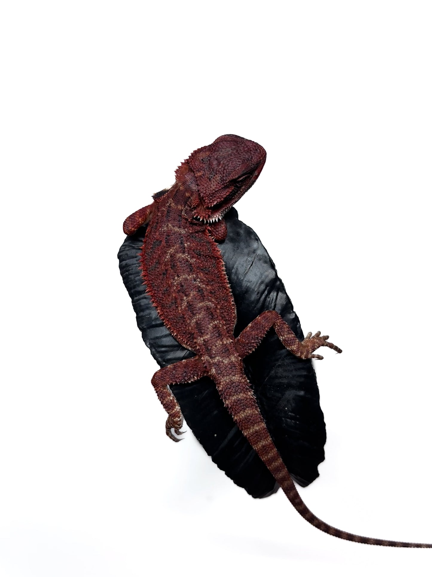 π₯π#2 Extreme Dark RED MONSTER ππ₯(Holdback Release)