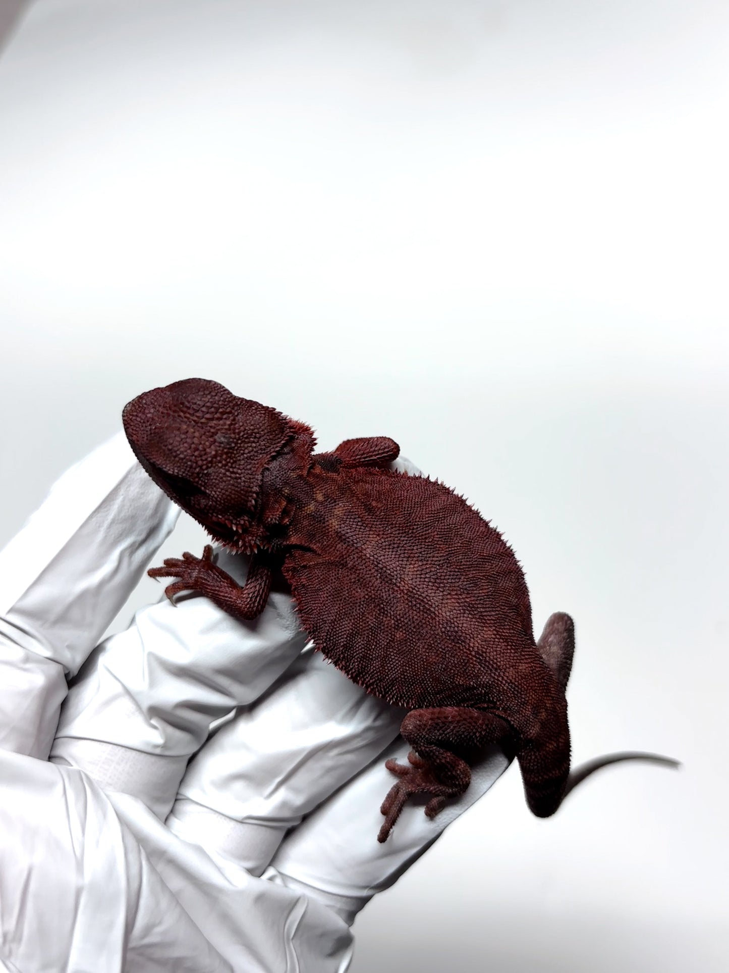 🩸#5 Extreme Dark Red Trans Monster🩸(HOLDBACK)