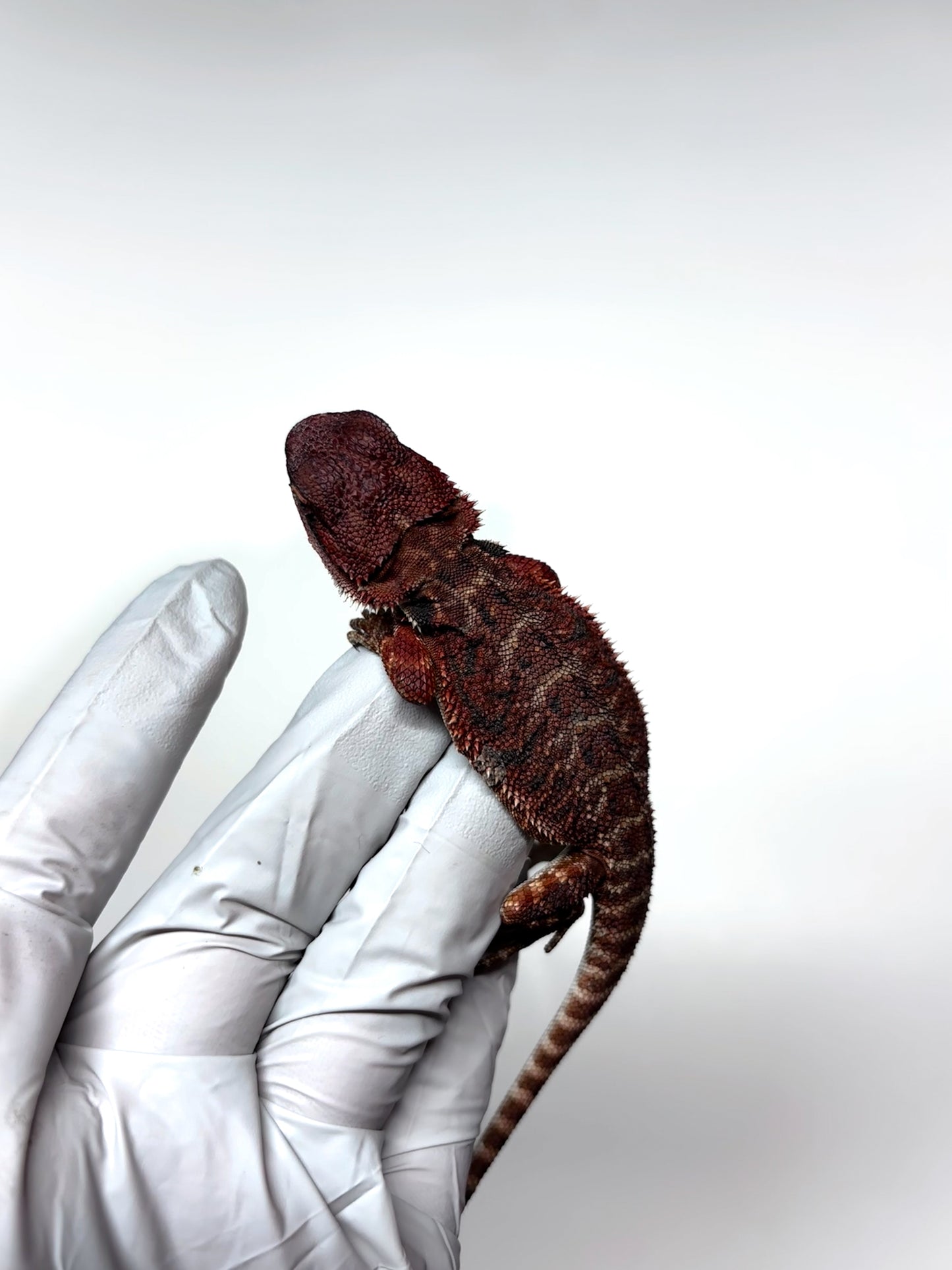 🩸 #4 Extreme Dark Red Monster Tiger🩸