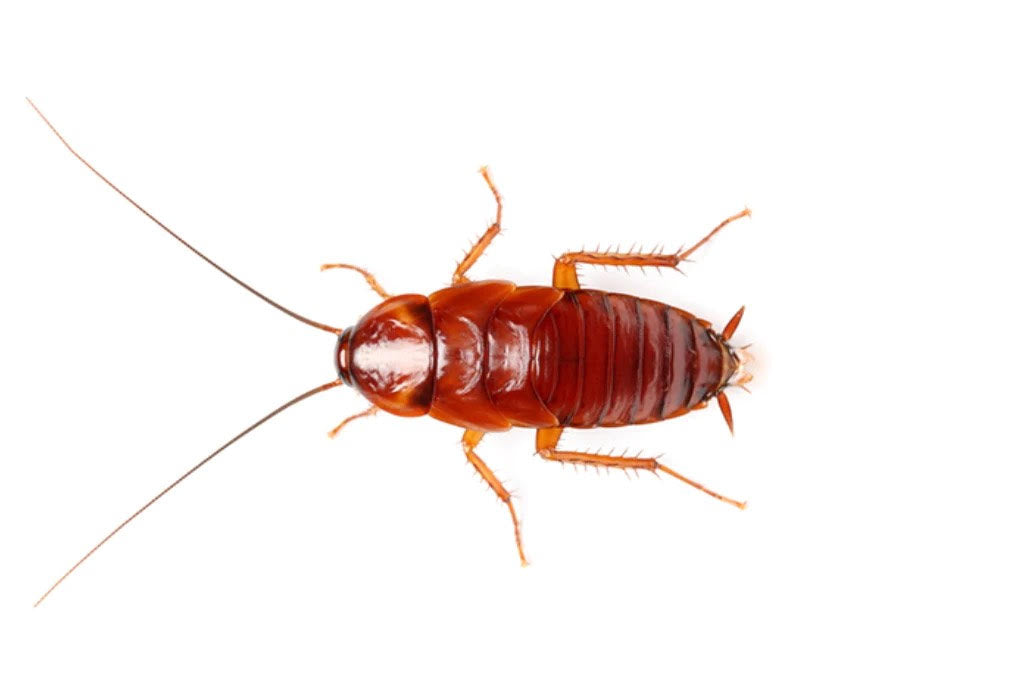 Red Runner Roaches