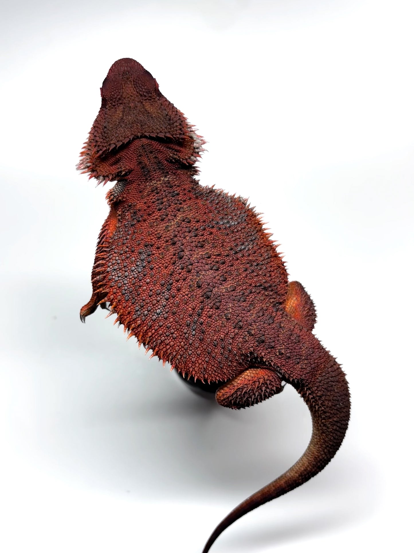 ❄️🩸#1 ADULT Red Monster Blue Tiger🩸🐯(Holdback Release)