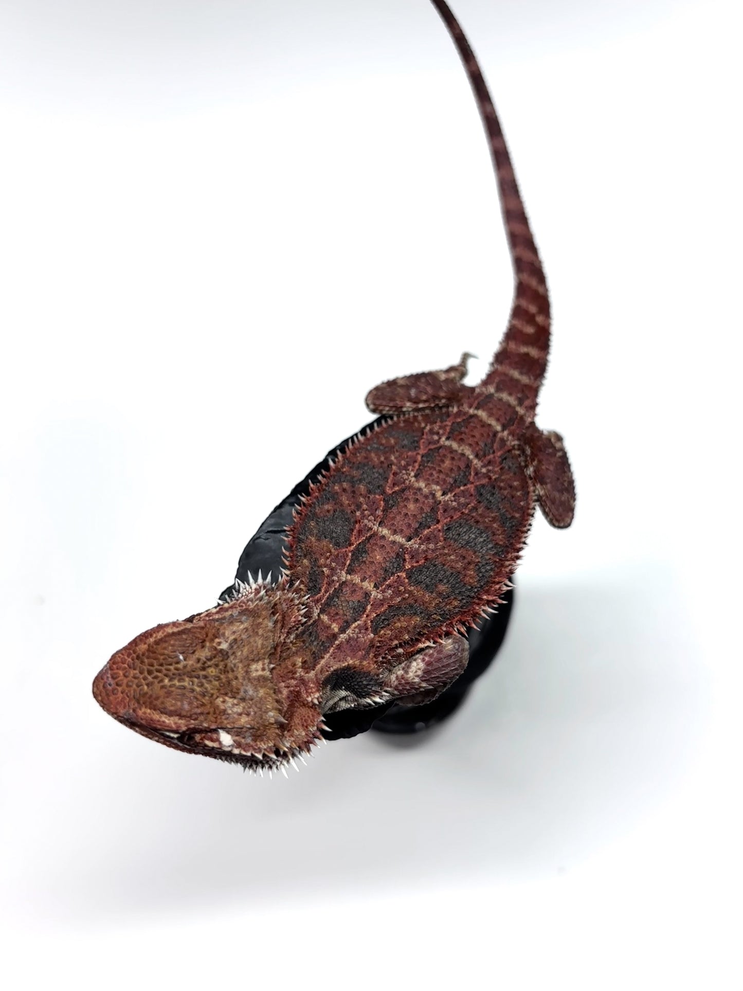 🔥#25 Red Extreme Blue Tiger🔥