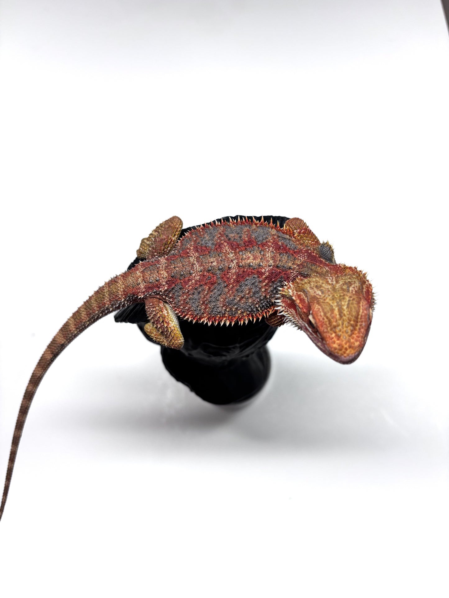 🌈 #21 Hypo Rainbow Blue Tiger🌈