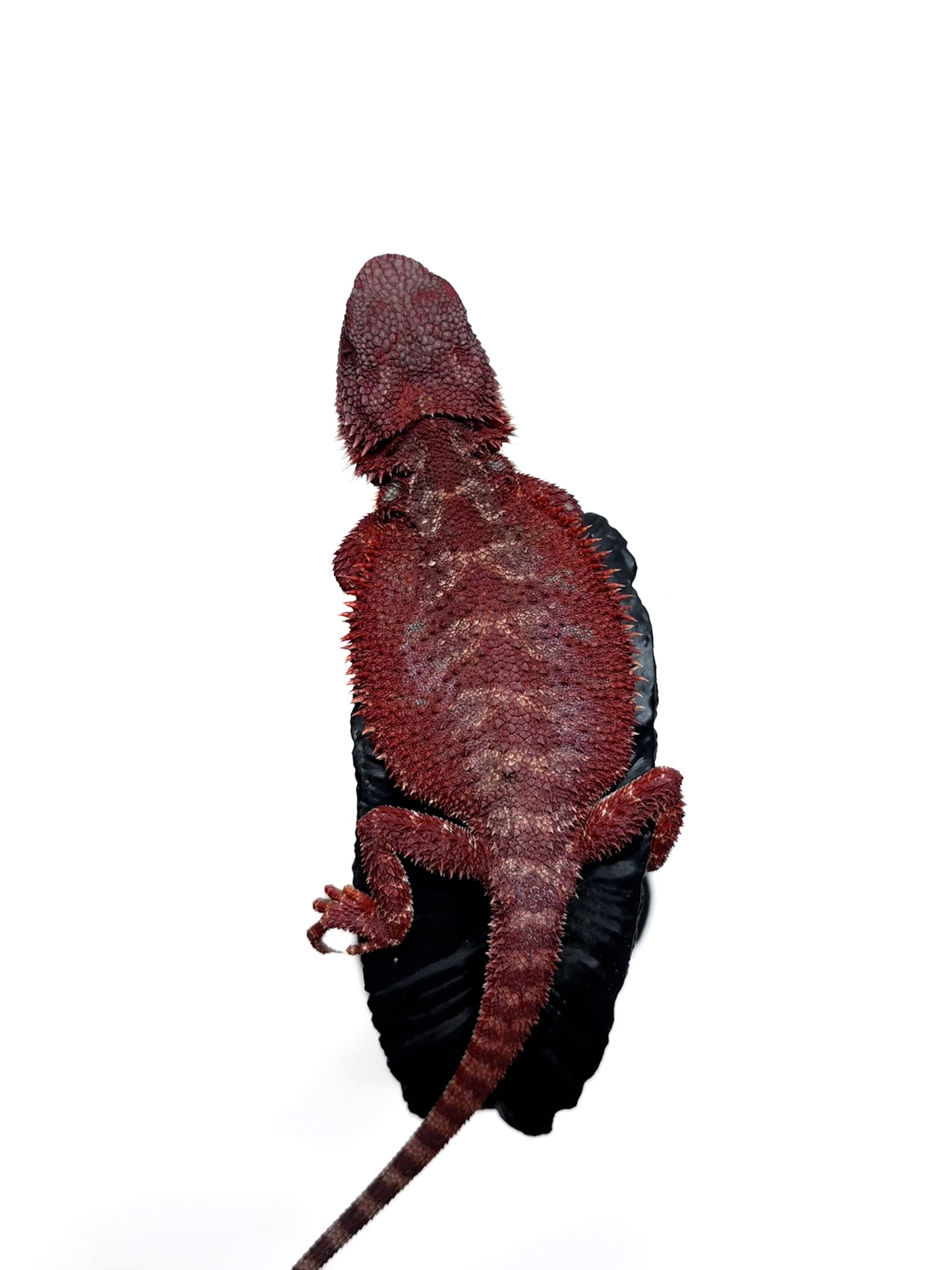 🔥🛑#2 Extreme Dark Hypo RED MONSTER 🛑🔥(Holdback Release)