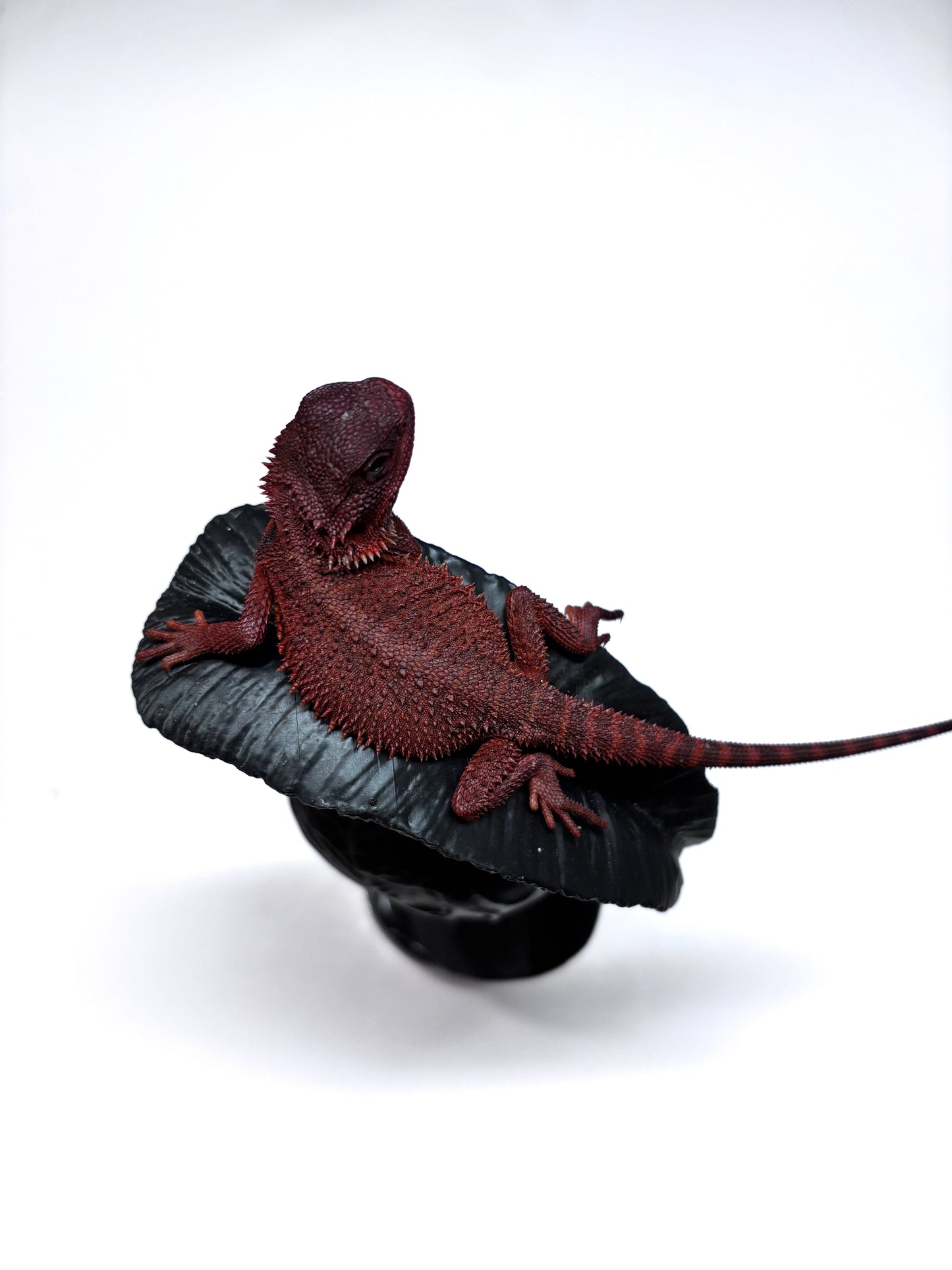 🩸#16 Extreme Dark Red Monster Trans🩸