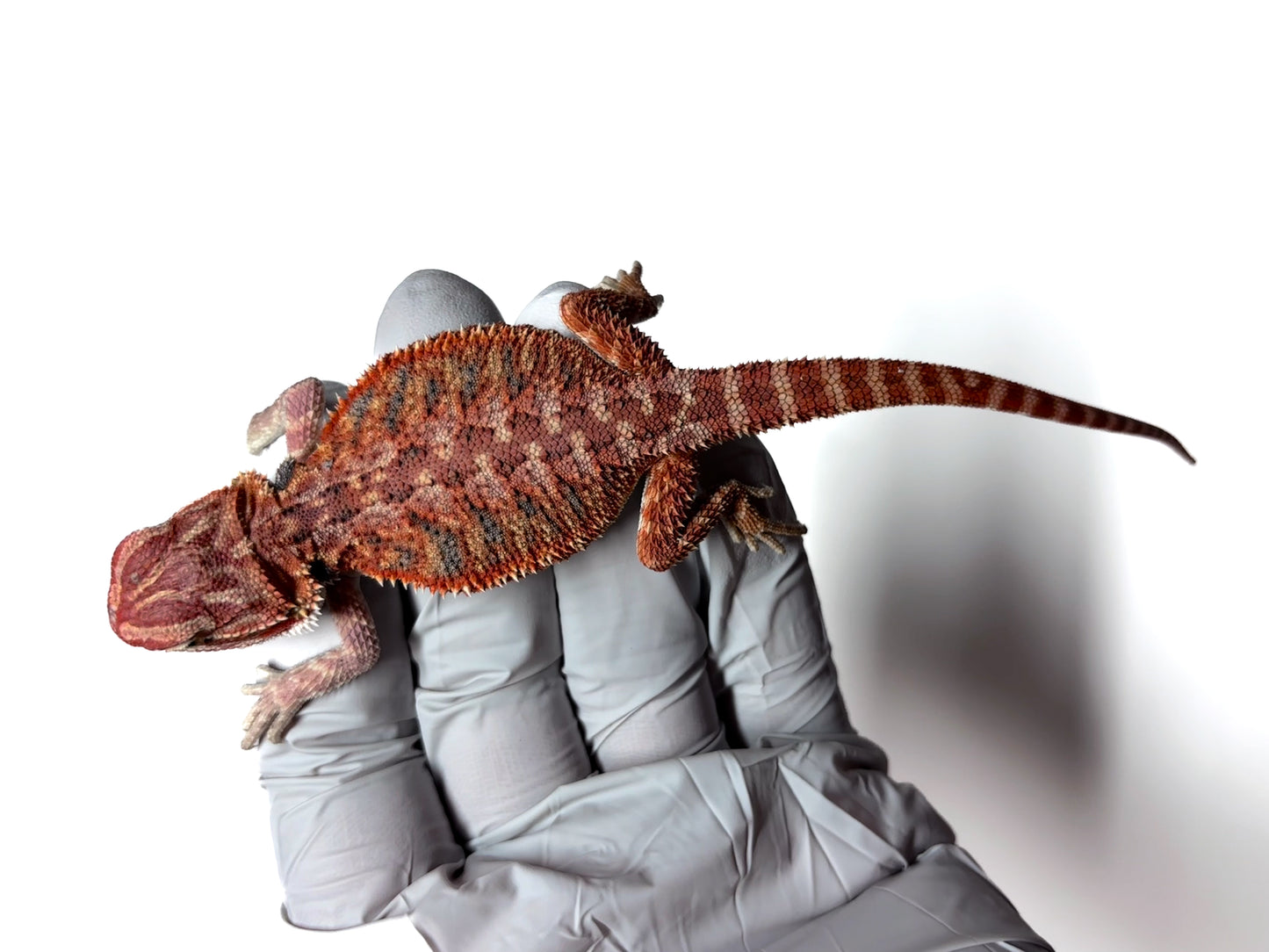 🔥 #27 Half Red Monster Hypo Tiger