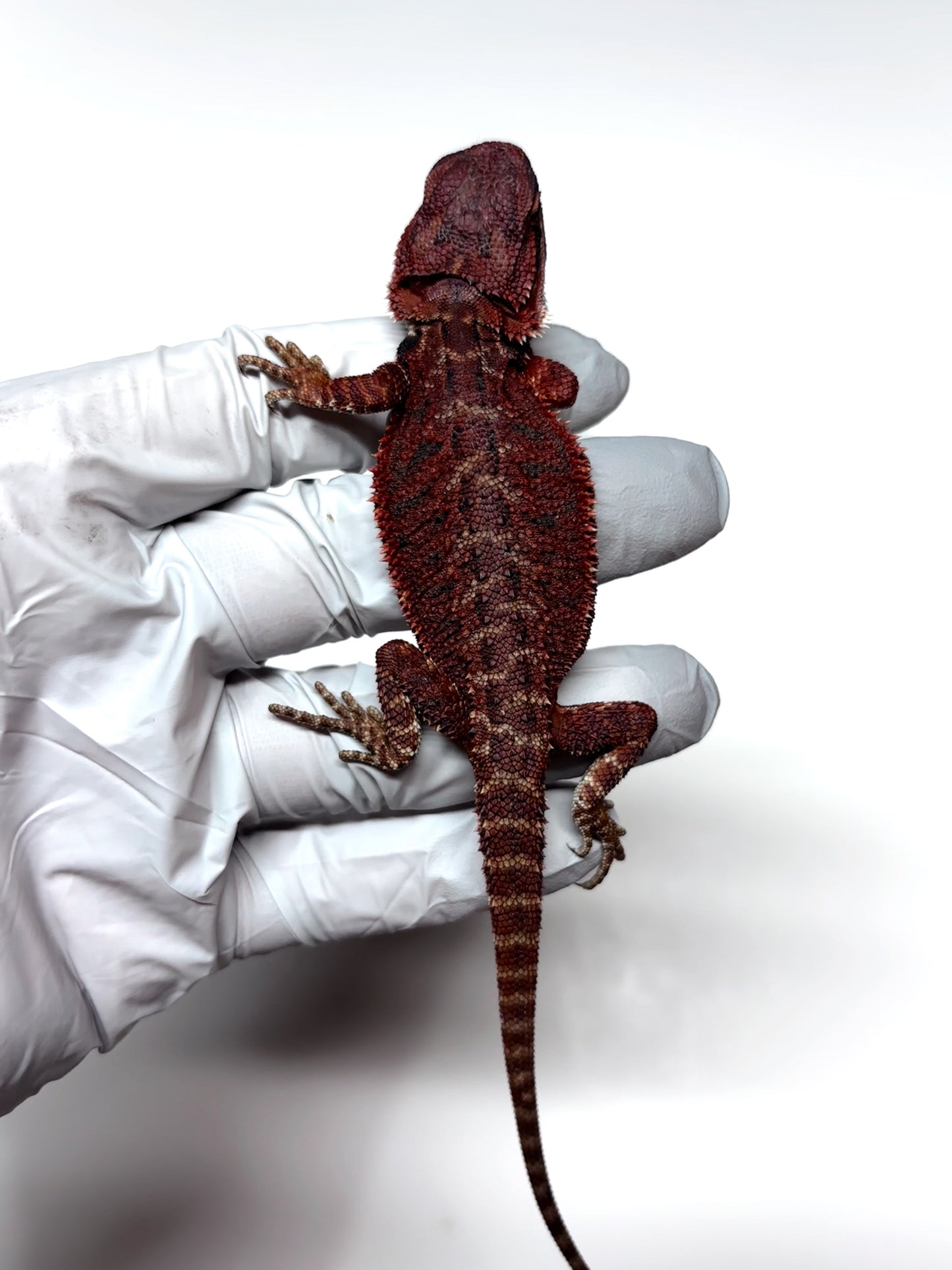 🔥🛑#2 Extreme Dark RED MONSTER 🛑🔥(Holdback Release)