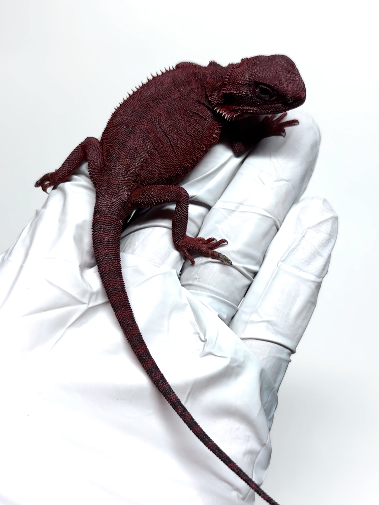 🩸#1 Red Monster Translucent Leatherback🩸(Holdback Release)