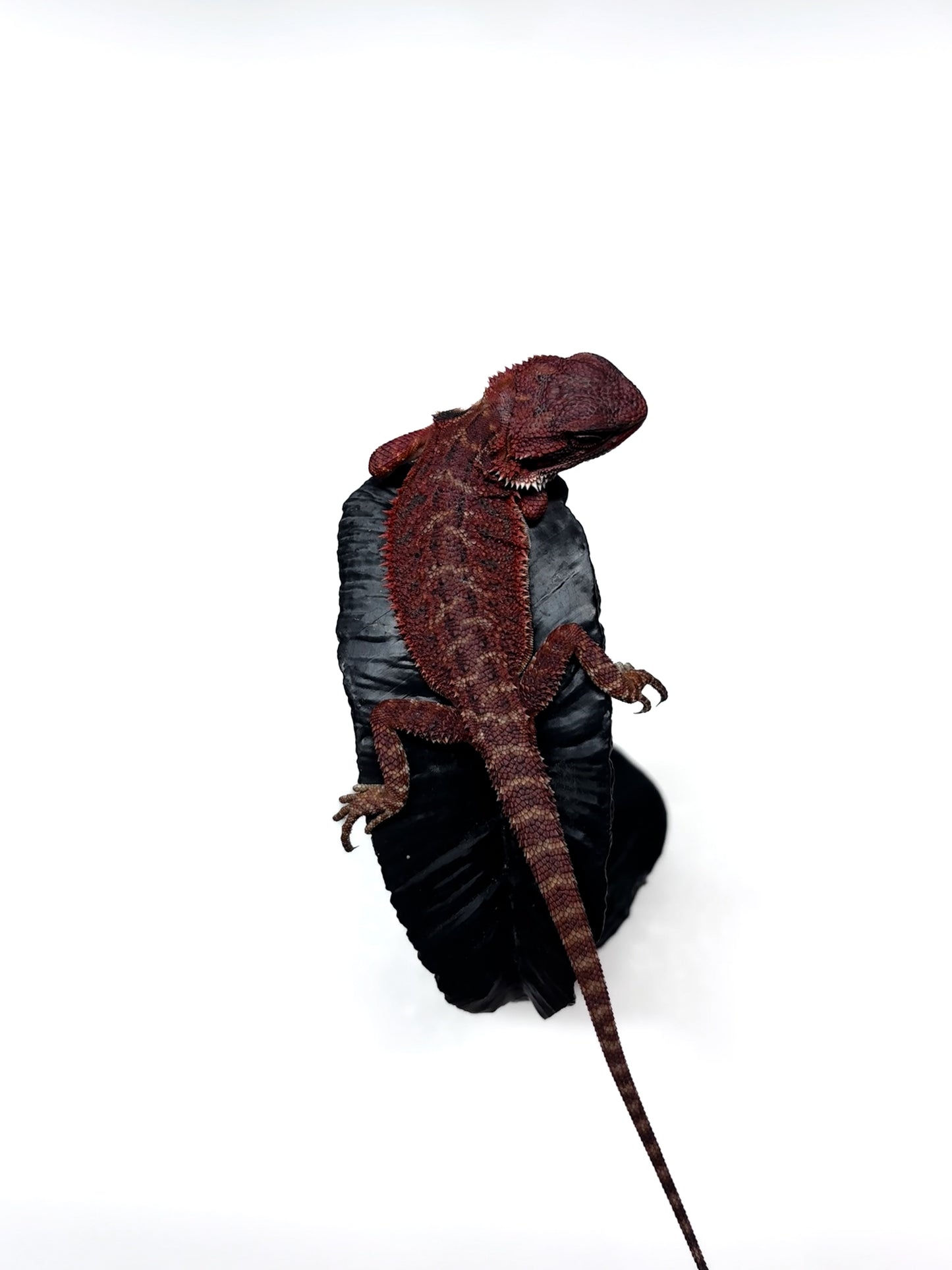 🔥🛑#2 Extreme Dark RED MONSTER 🛑🔥(Holdback Release)