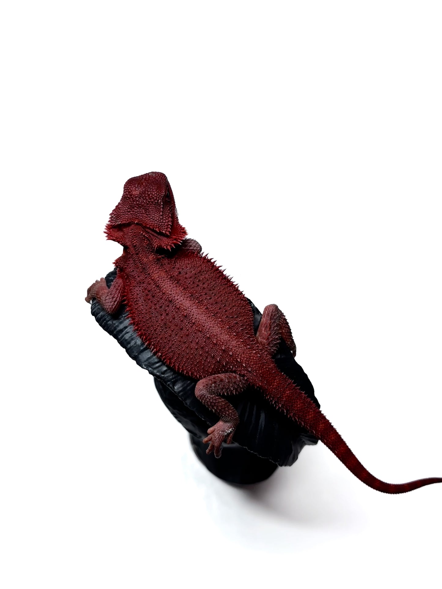 🩸 #4 Extreme Dark Red Monster Trans🩸