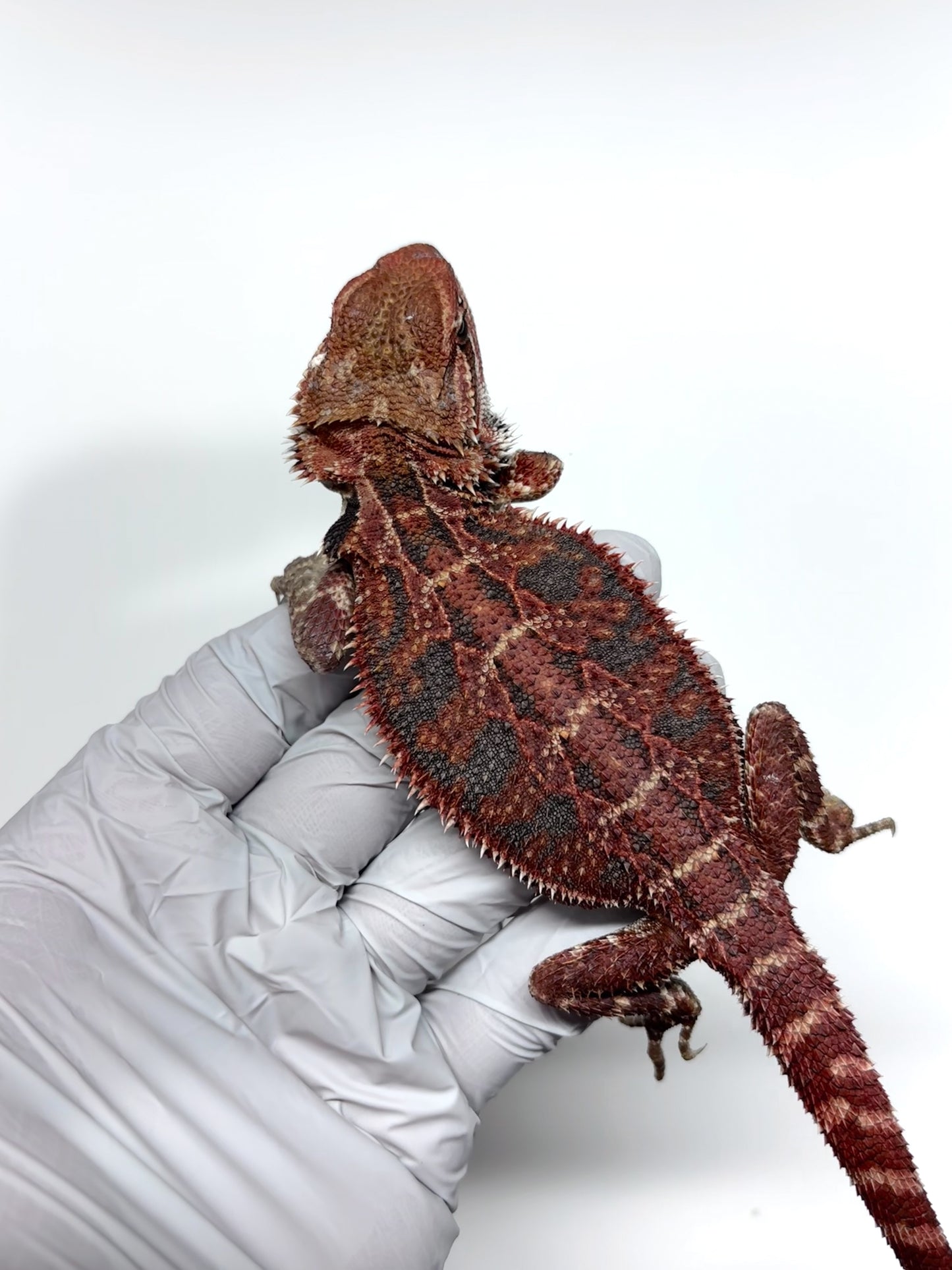 🔥#25 Red Extreme Blue Tiger🔥