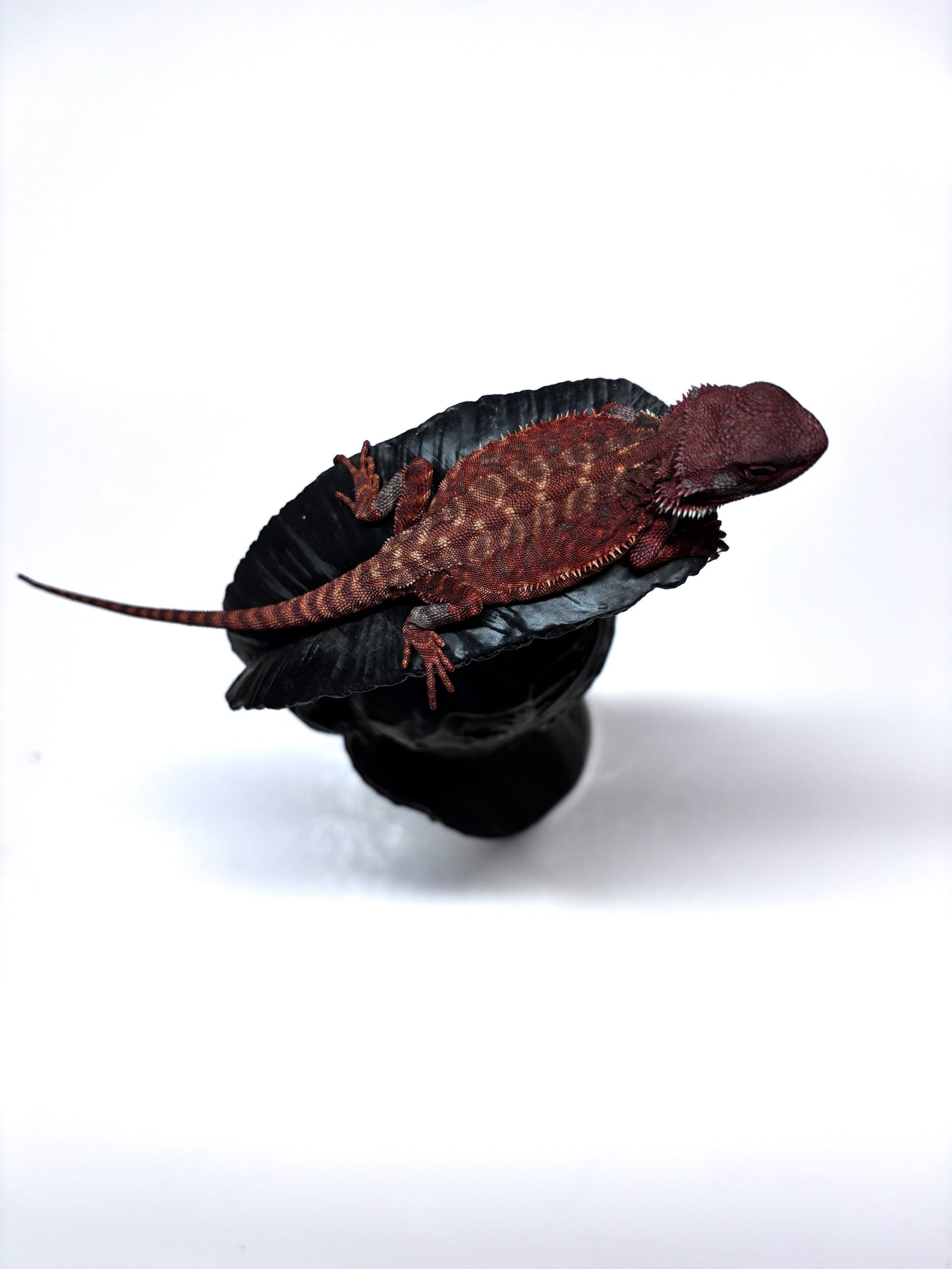 🩸🩸#10 Extreme Dark Red Monster Leatherback🩸🩸(HOLDBACK RELEASE)