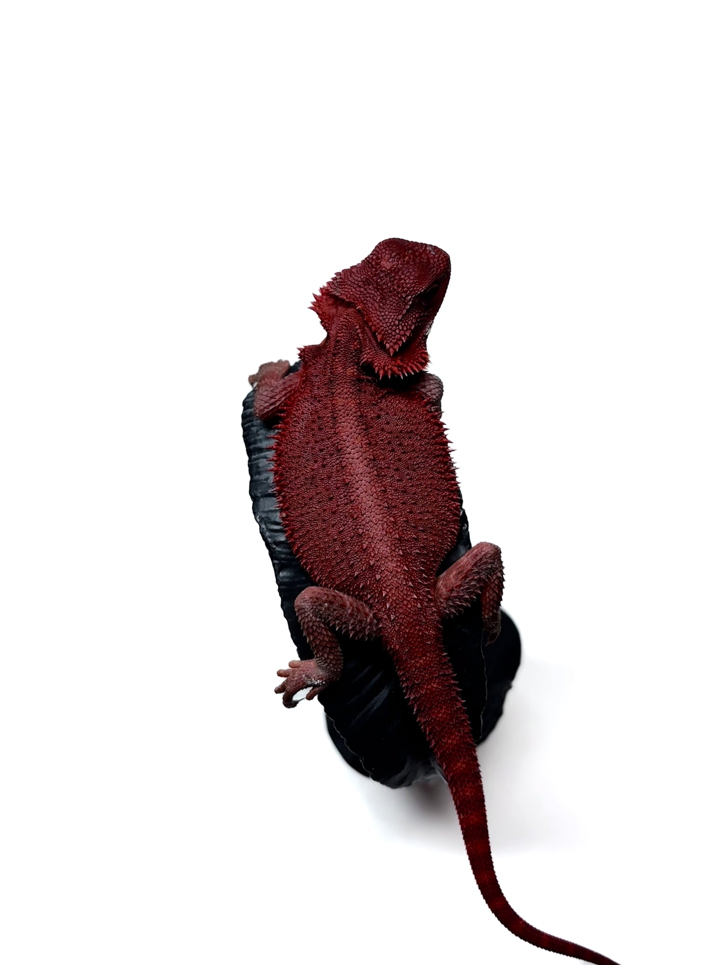 🩸 #4 Extreme Dark Red Monster Trans🩸