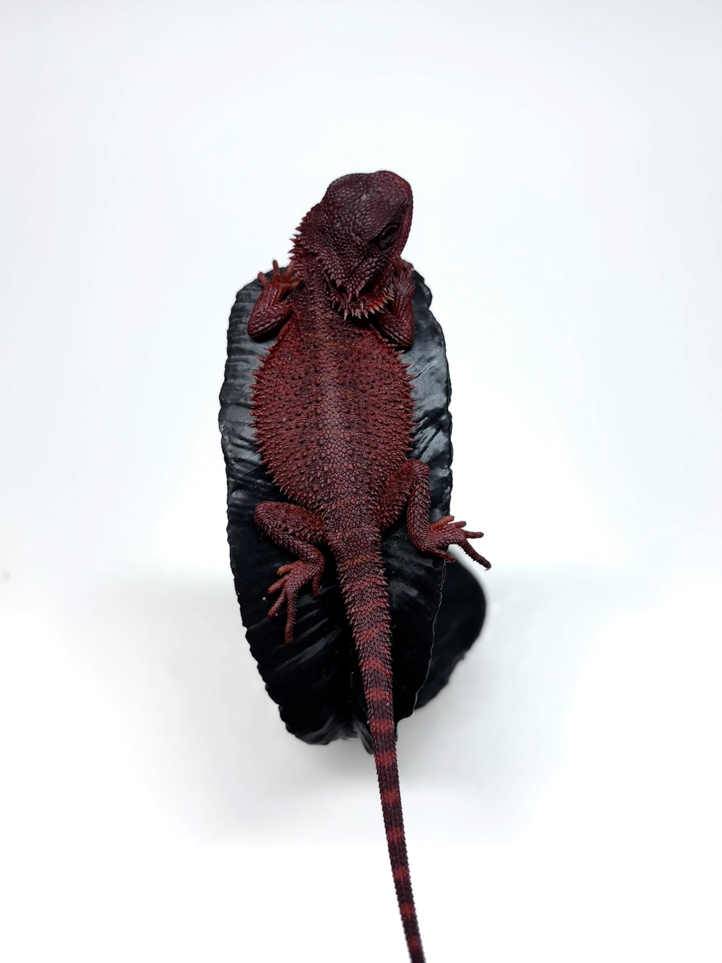 🩸#16 Extreme Dark Red Monster Trans🩸