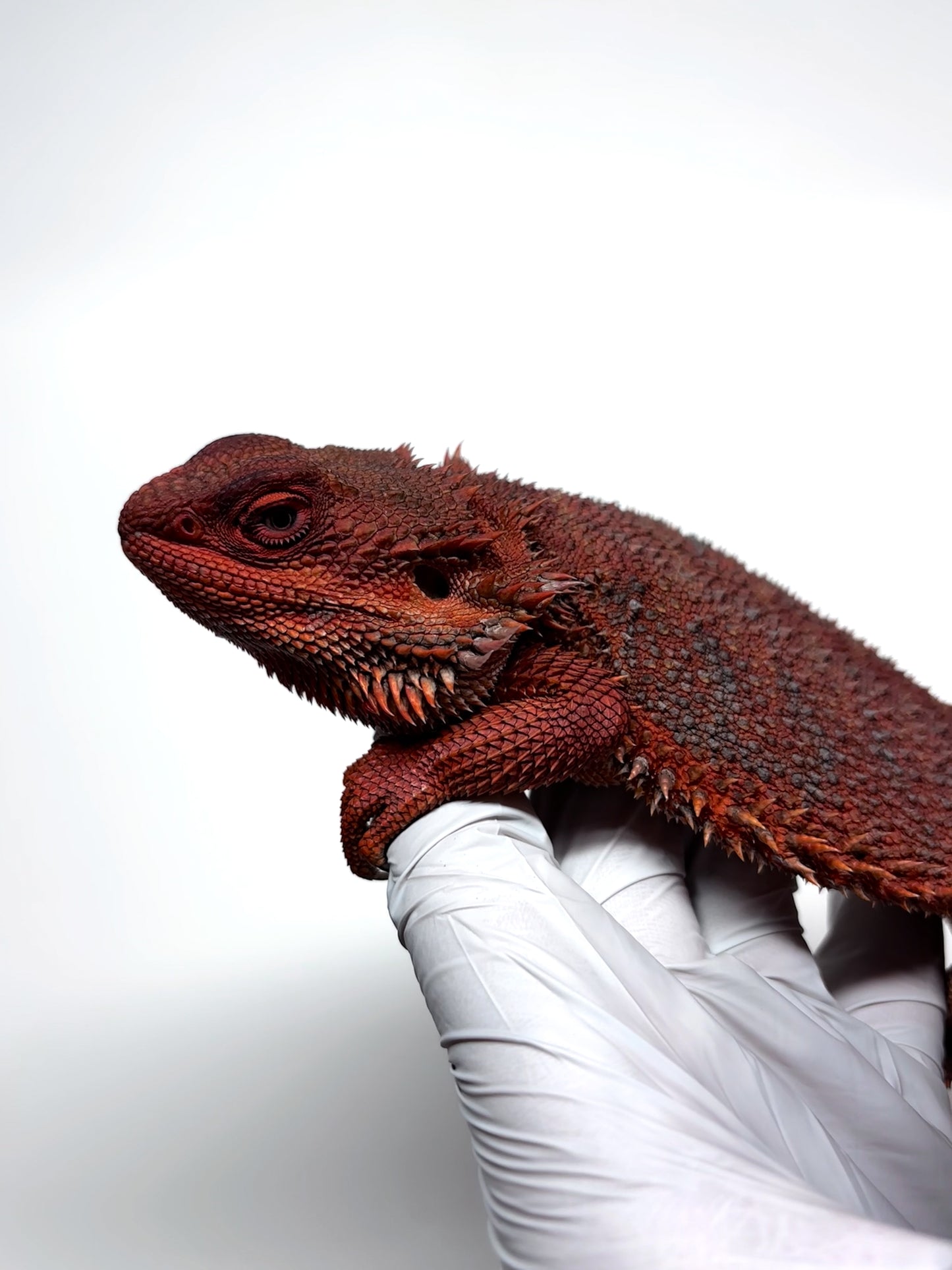 ❄️🩸#1 ADULT Red Monster Blue Tiger🩸🐯(Holdback Release)