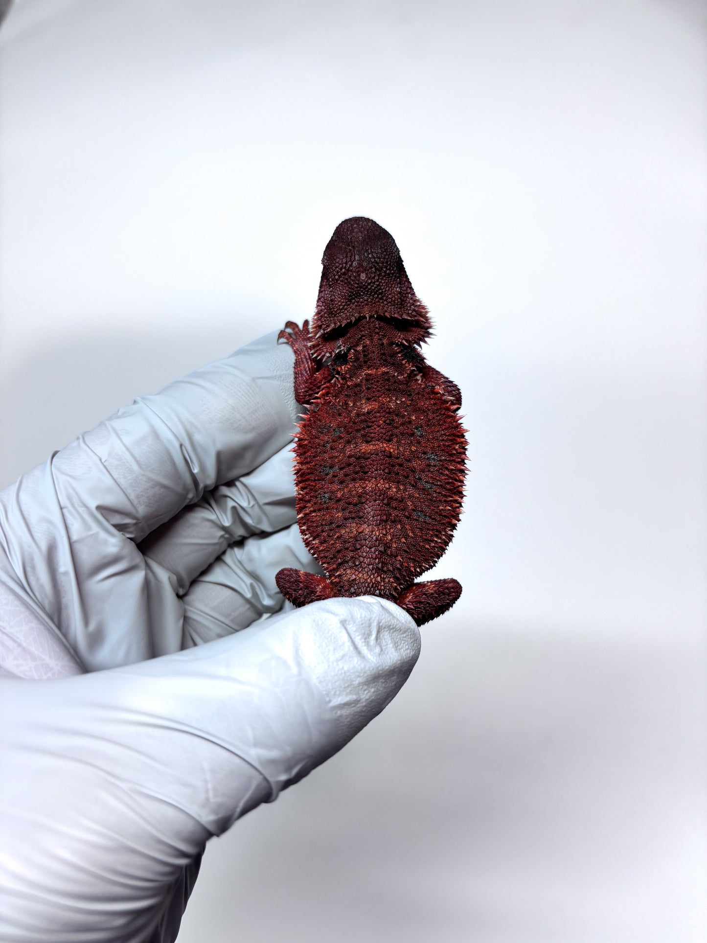 🩸#13 Extreme Dark Red Monster🩸