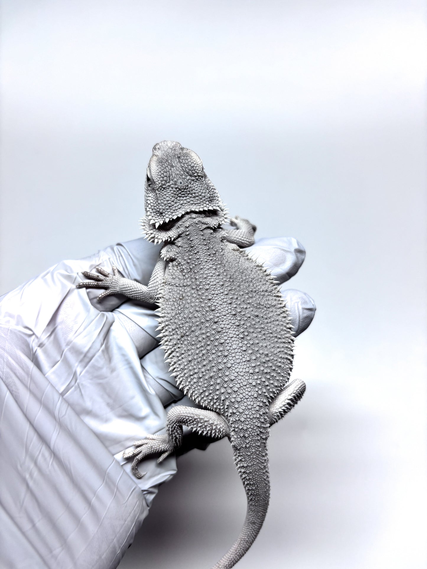 ❄️ #19 Hypo Zero❄️