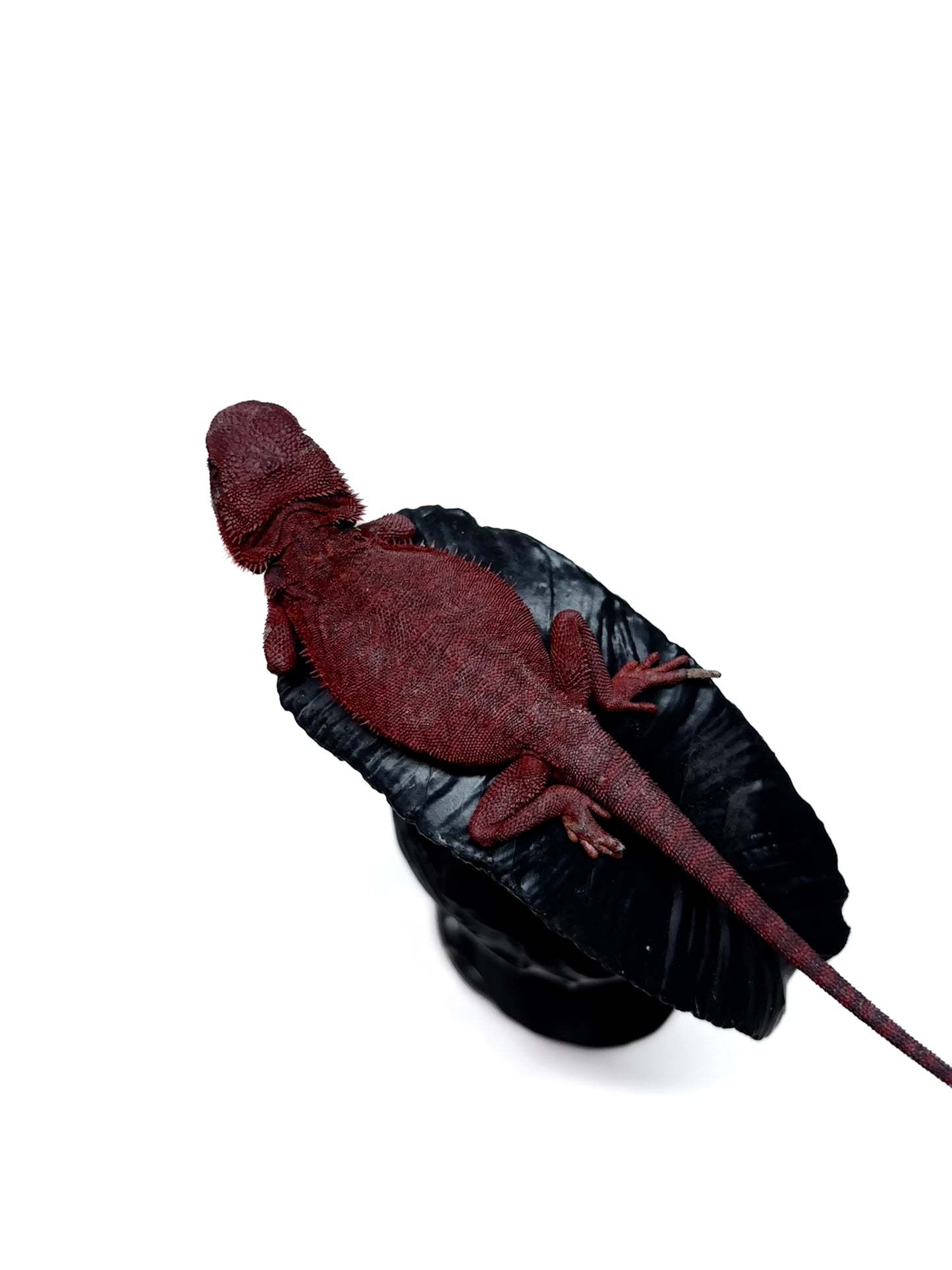 🩸#1 Red Monster Translucent Leatherback🩸(Holdback Release)