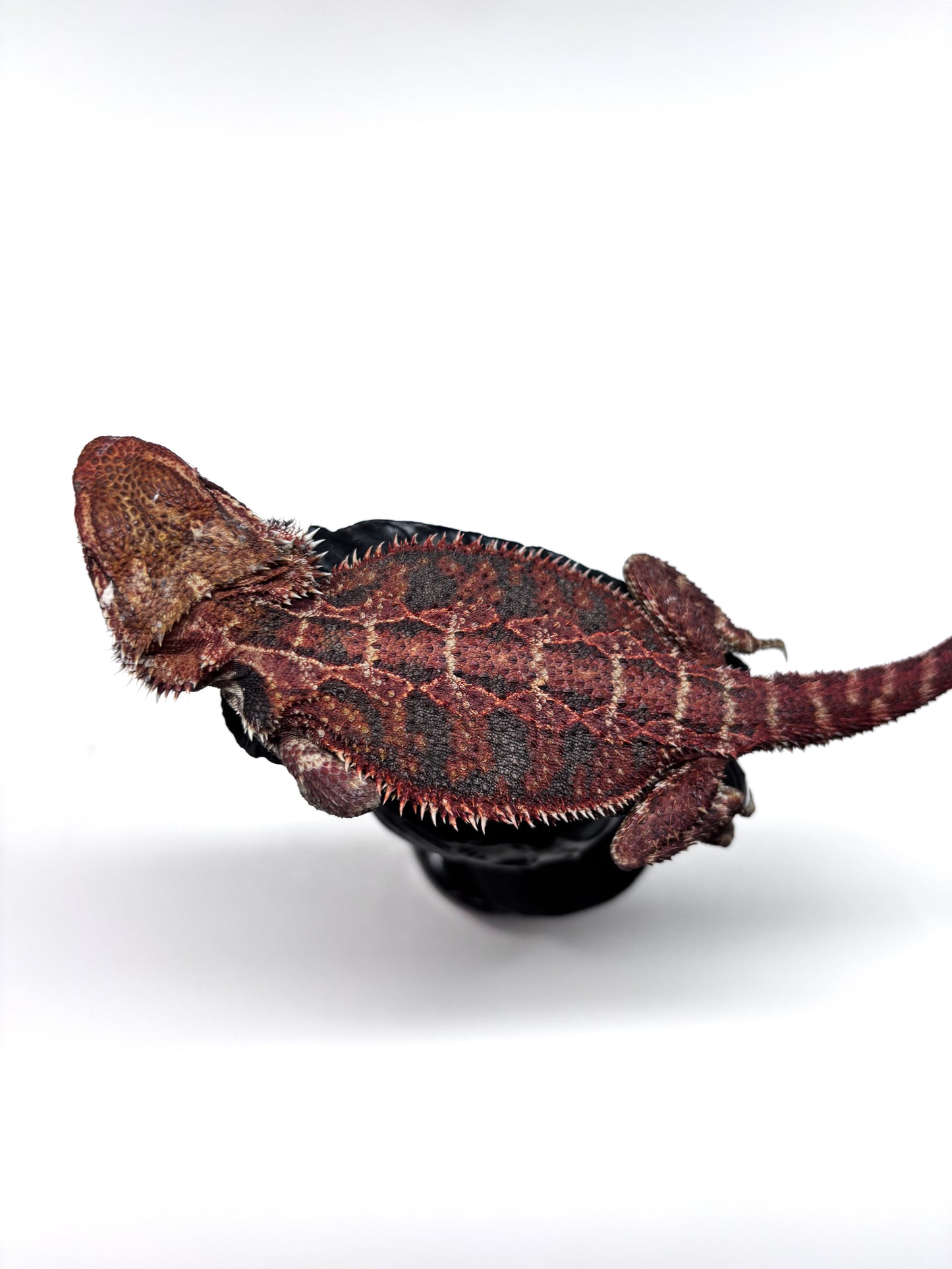 🔥#25 Red Extreme Blue Tiger🔥