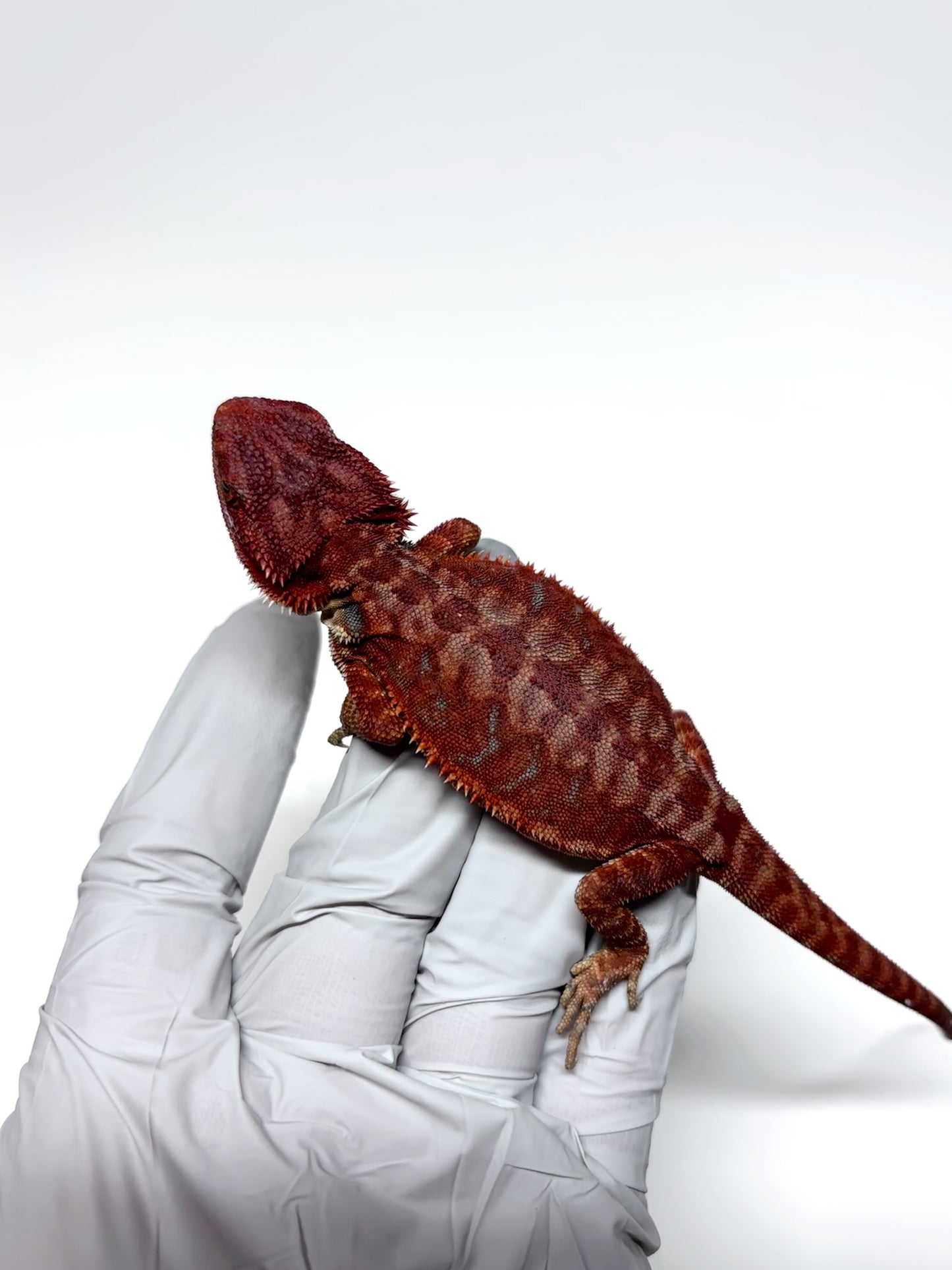 🩸#7 Extreme Dark Red Monster Hypo Leather🩸