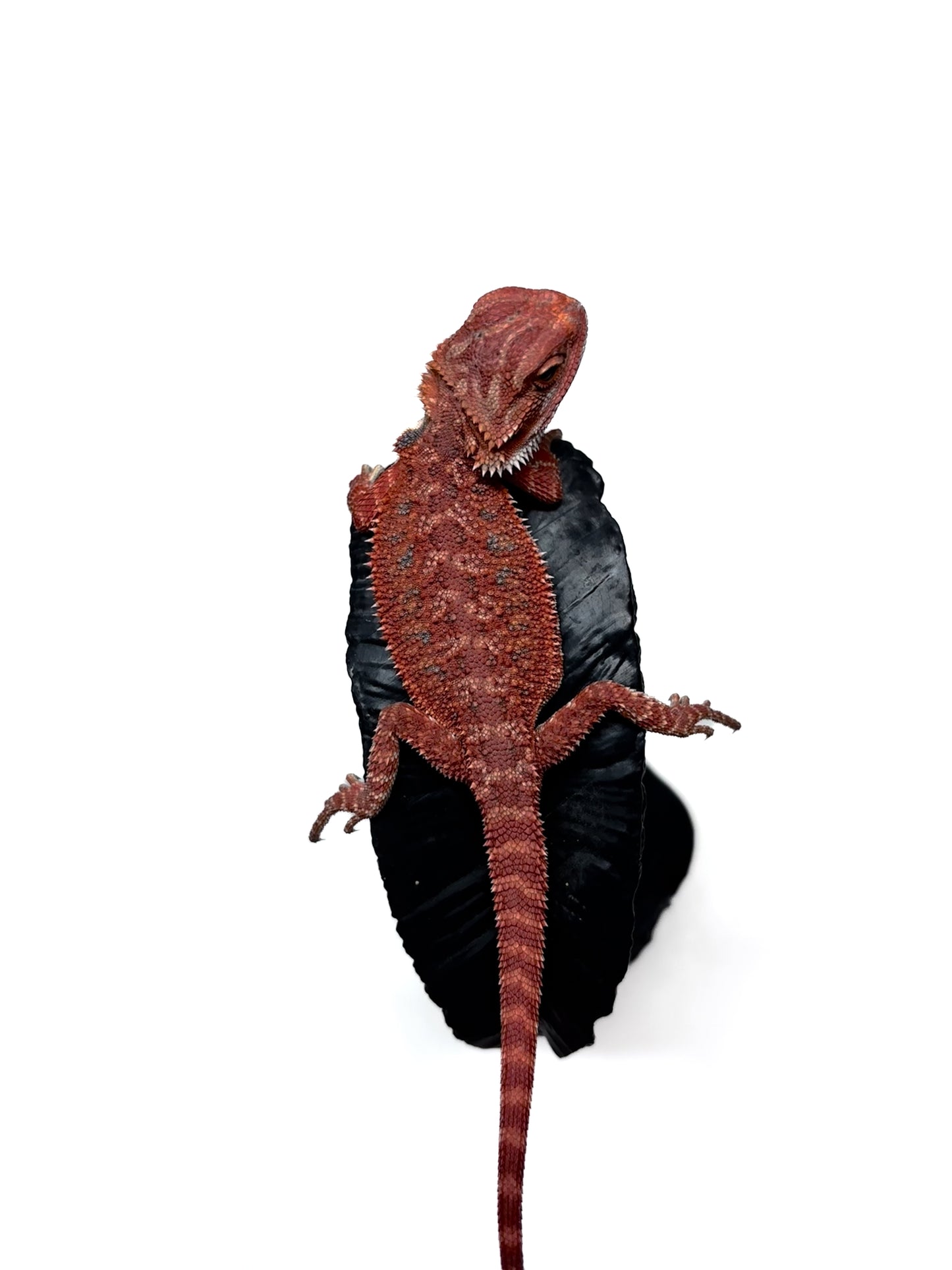 🩸#6 Extreme Dark Red Trans🩸