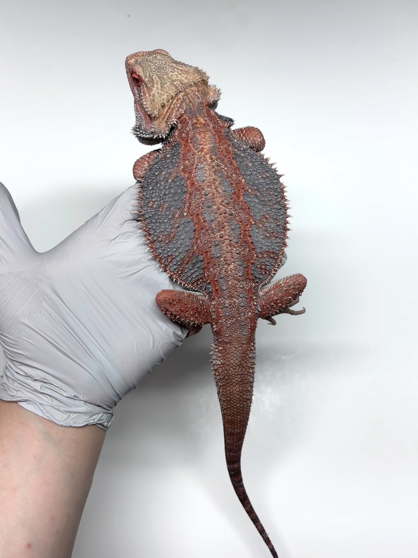 💙❄️#24 EXTREME BLUE HYPO❄️💙