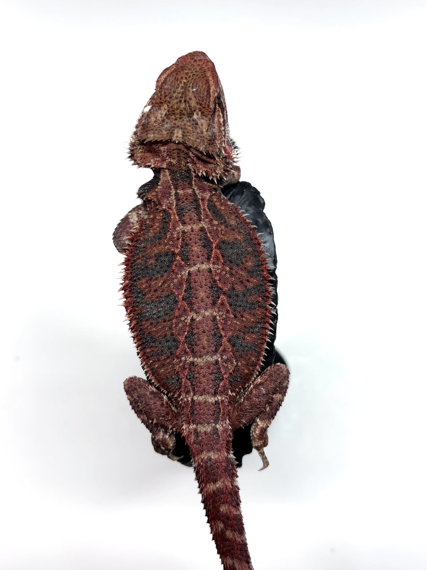 🔥#25 Red Extreme Blue Tiger🔥