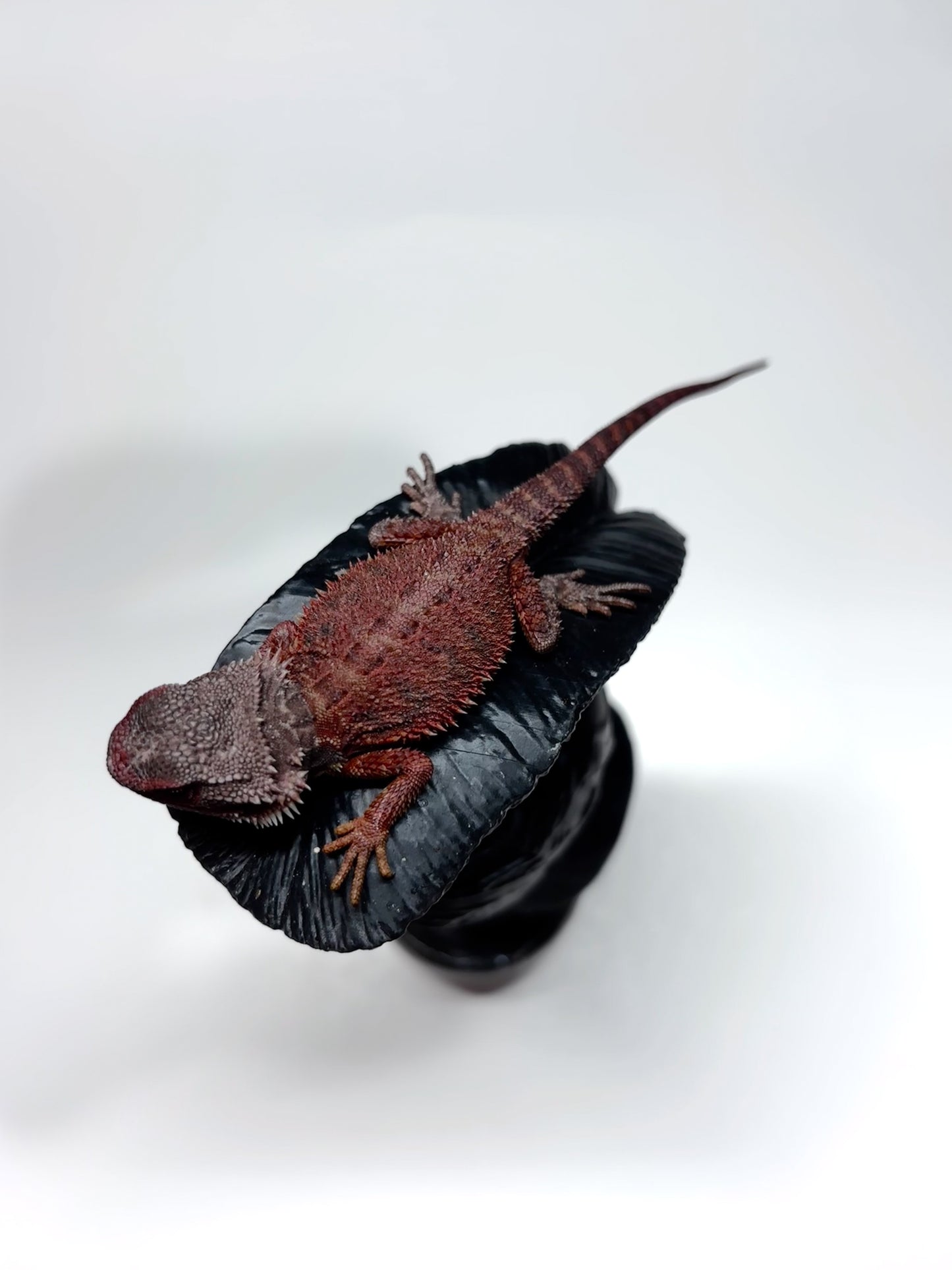 🩸#23 Red Monster Trans Tiger🩸