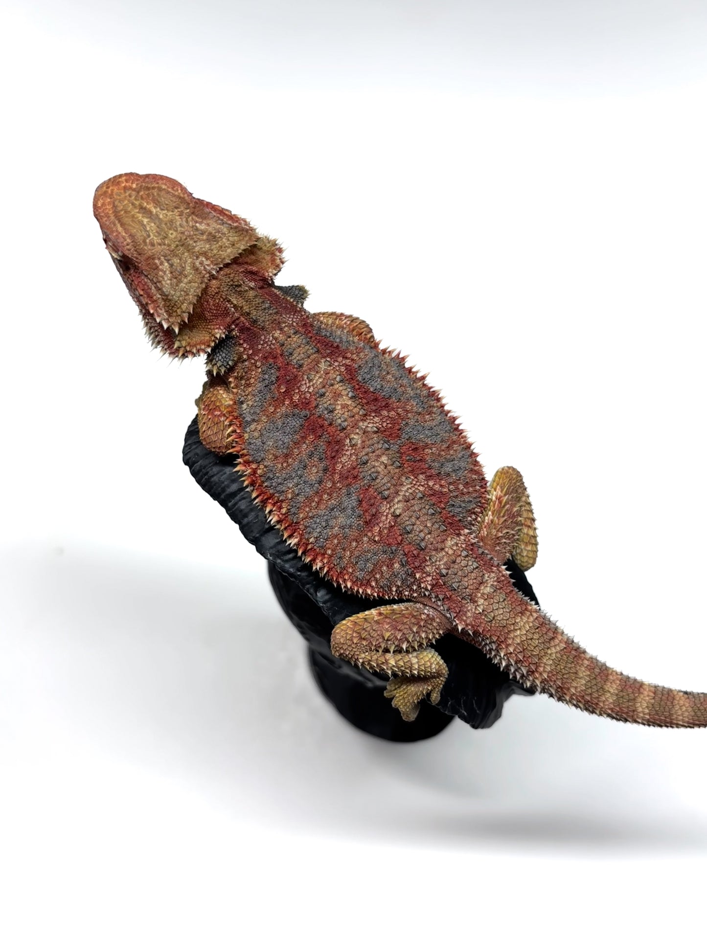 🌈 #21 Hypo Rainbow Blue Tiger🌈