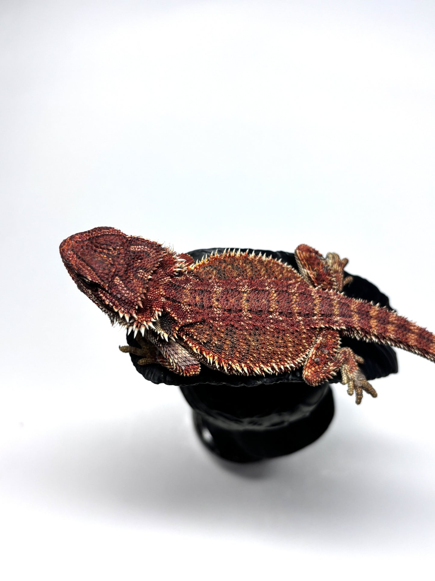 🏎️#20 Red Monster pos G-Stripe🏎️